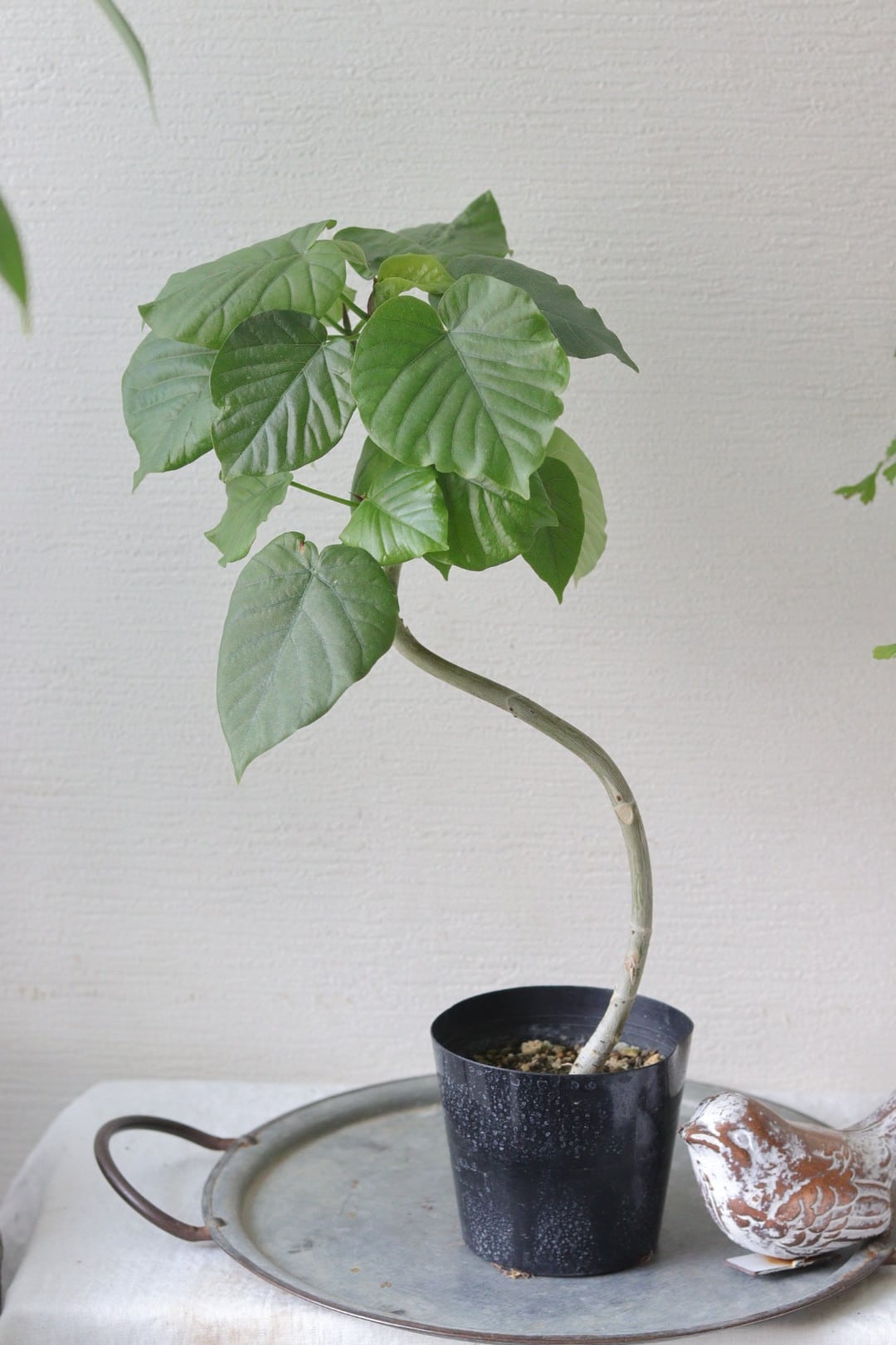 つやつやリーフ♡とても強い♡ザミオクルカス♡9号鉢 | Total Plants Egret