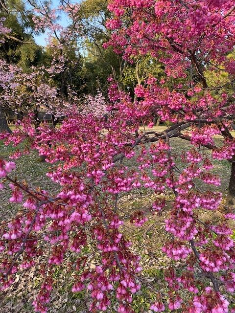 寒緋桜(かんひざくら)-3725】ボールペン | 匠衆・朱椿粋