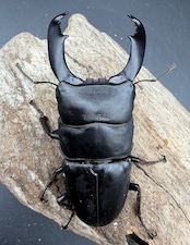 【WD】《西ペレンヒラタ(スラウェシオオヒラタ) 89mm ペア》