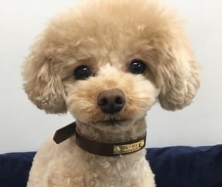 ネームプレート付き首輪 | 革製の犬、猫用ネームチョーカー、迷子札