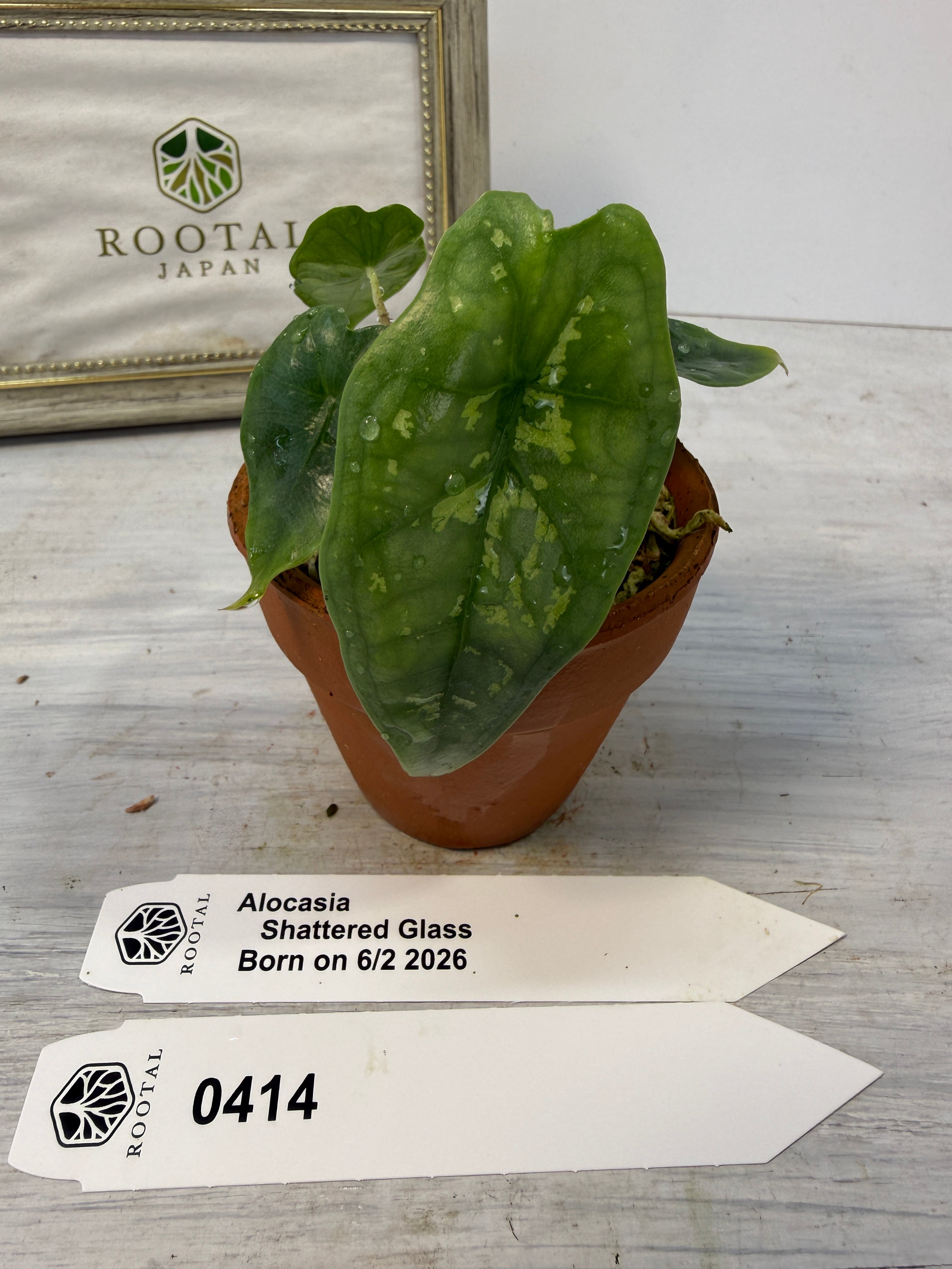 アロカシア | ROOTALPLANTS