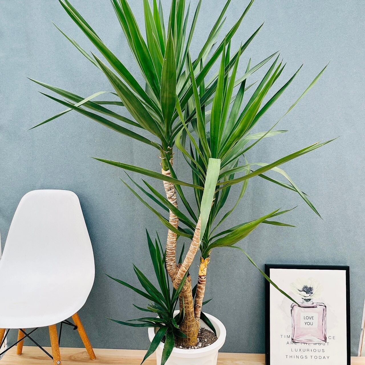 現品］97番 フィカス ベンガレンシス 曲がり 8号 観葉植物 室内 大型