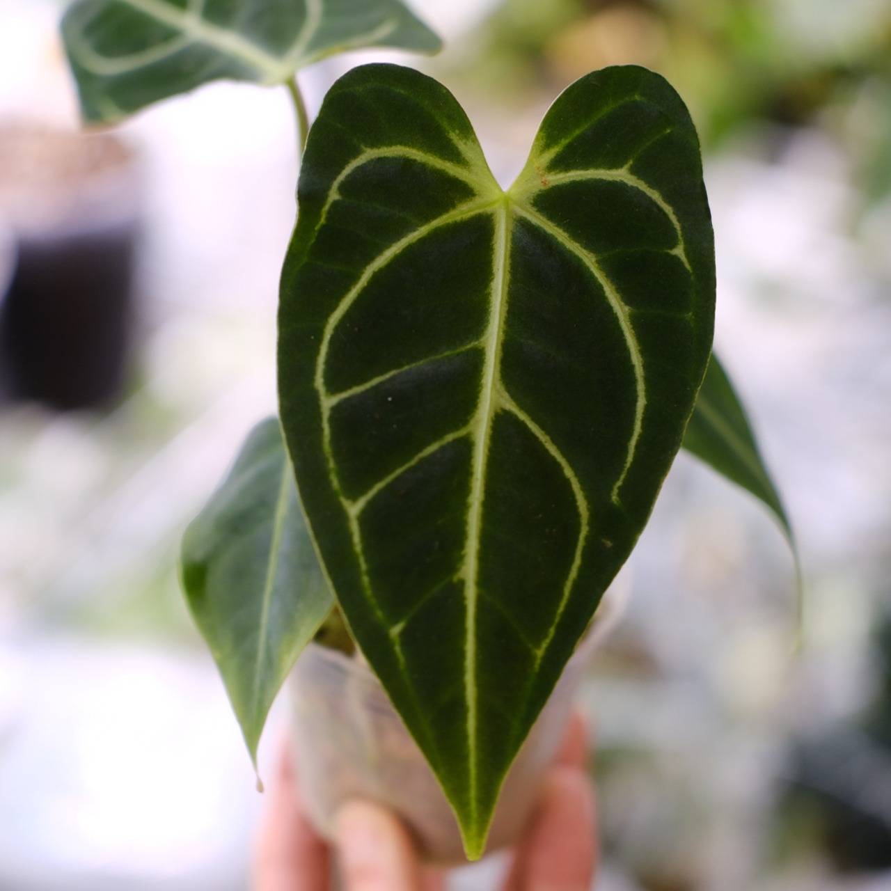 アンスリウム・レガレ / Anthurium Regale⑭│観葉植物