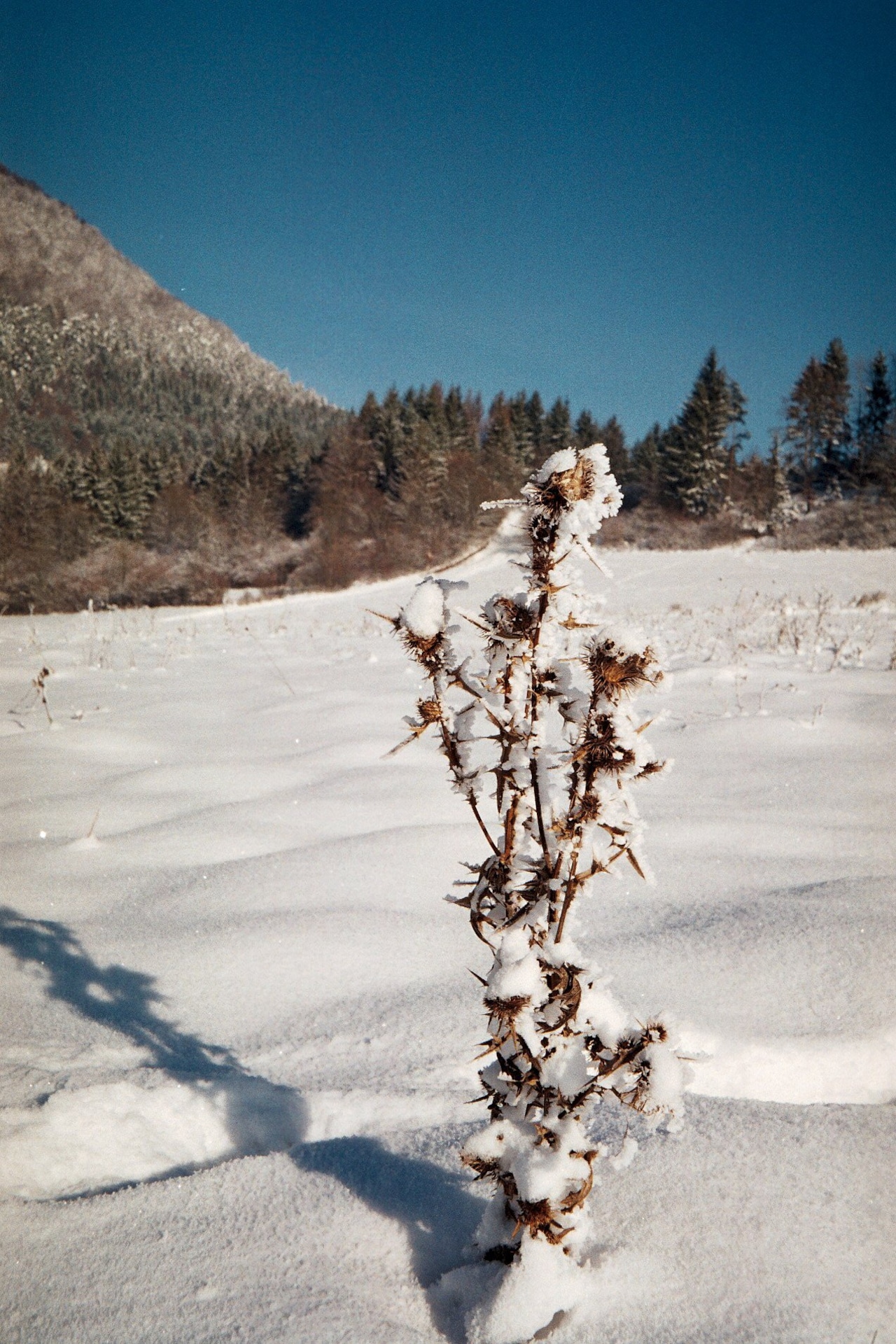 【Konica】Top's 200-P 軽量コンパクト　学生の旅行におすすめ