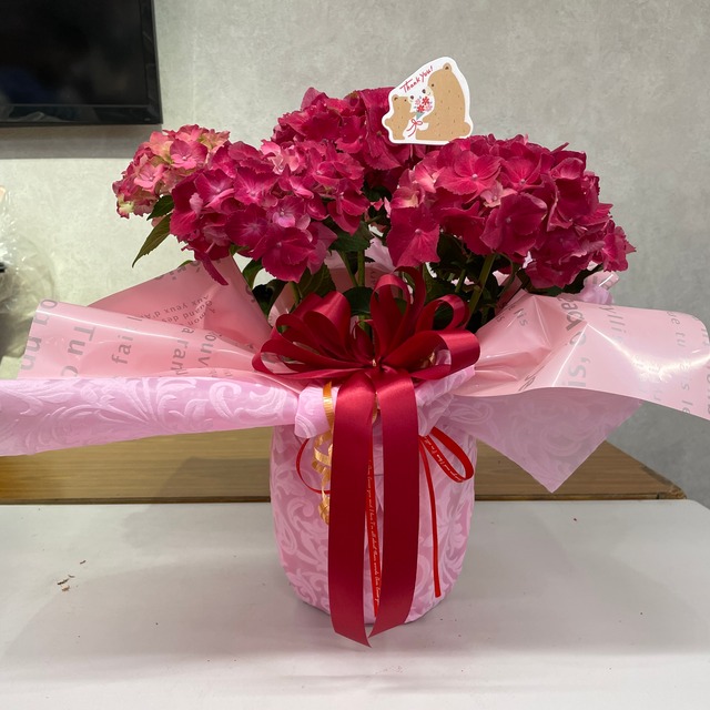 送料ラッピング無料 母の日ギフト アジサイ スピーディーレッド 紫陽花 赤 5号 ハイランドシア 苗 ホットレッド シャン ド フルール 鹿児島市にある園芸店 観葉植物 花 寄せ植え お庭 Diy