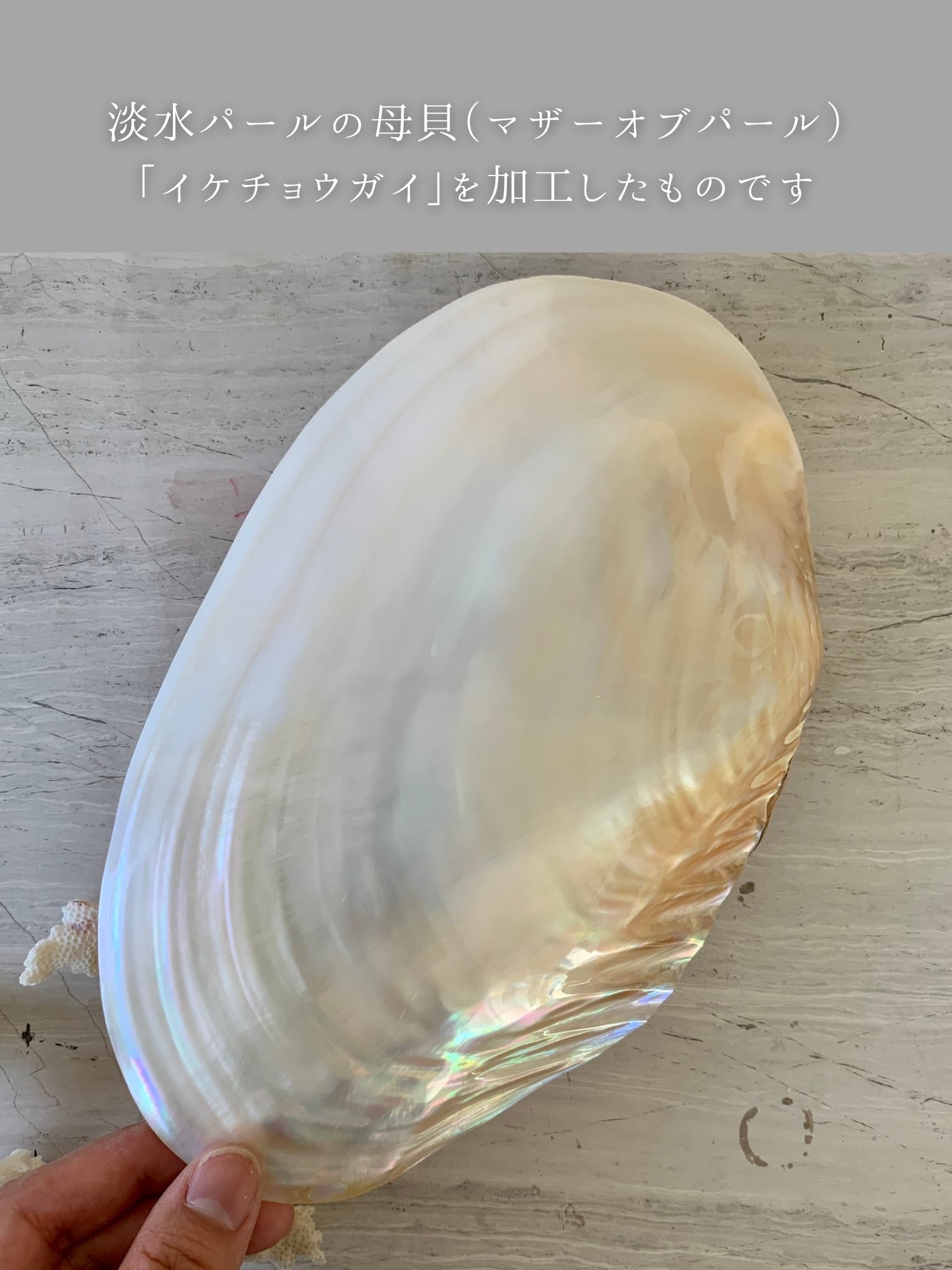 貝殻のサクラ “満貝”耳飾り（淡水真珠貝）両耳セット | 貝殻と人魚