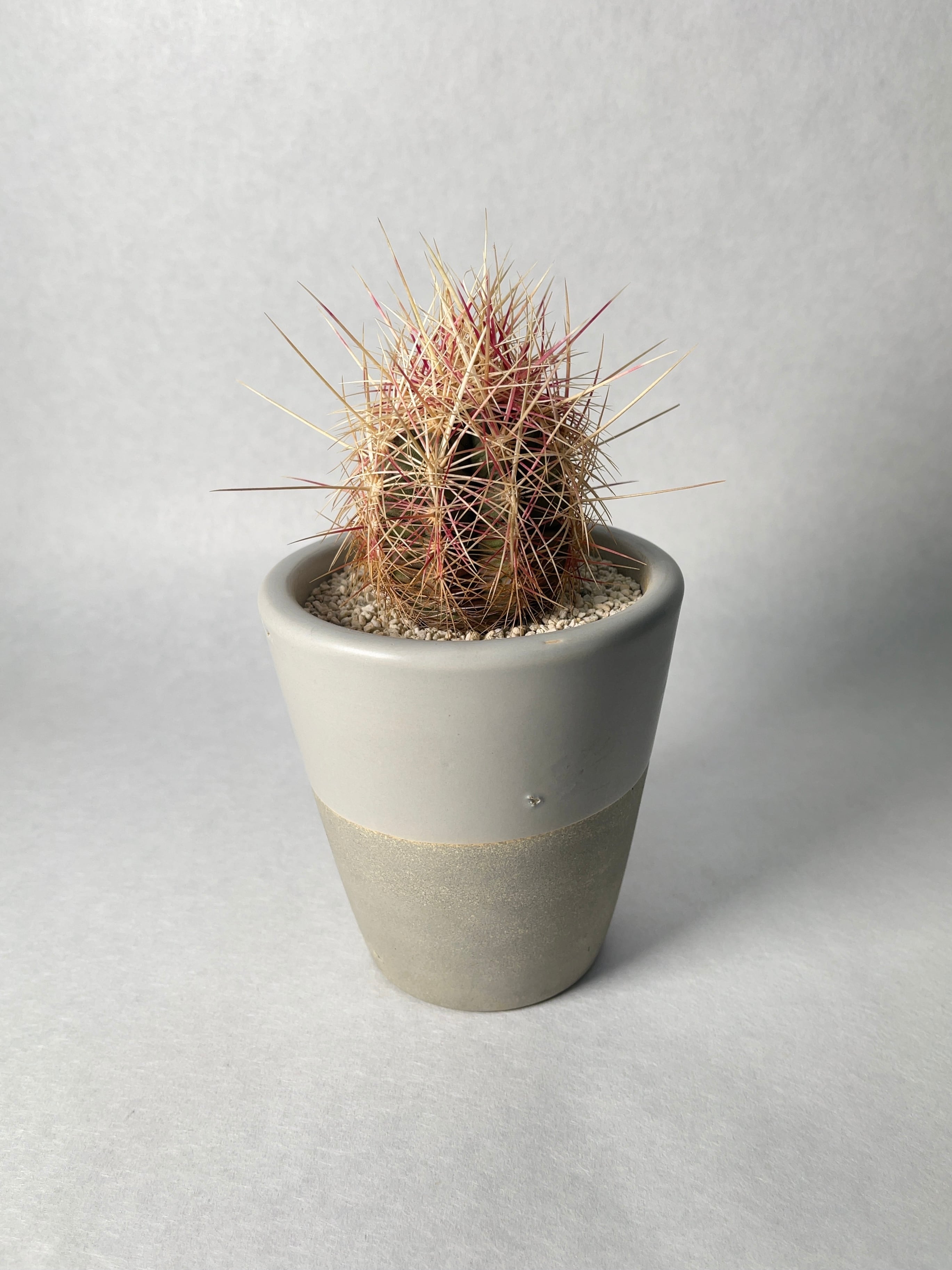 テロカクタス・五色大統領 | trigger