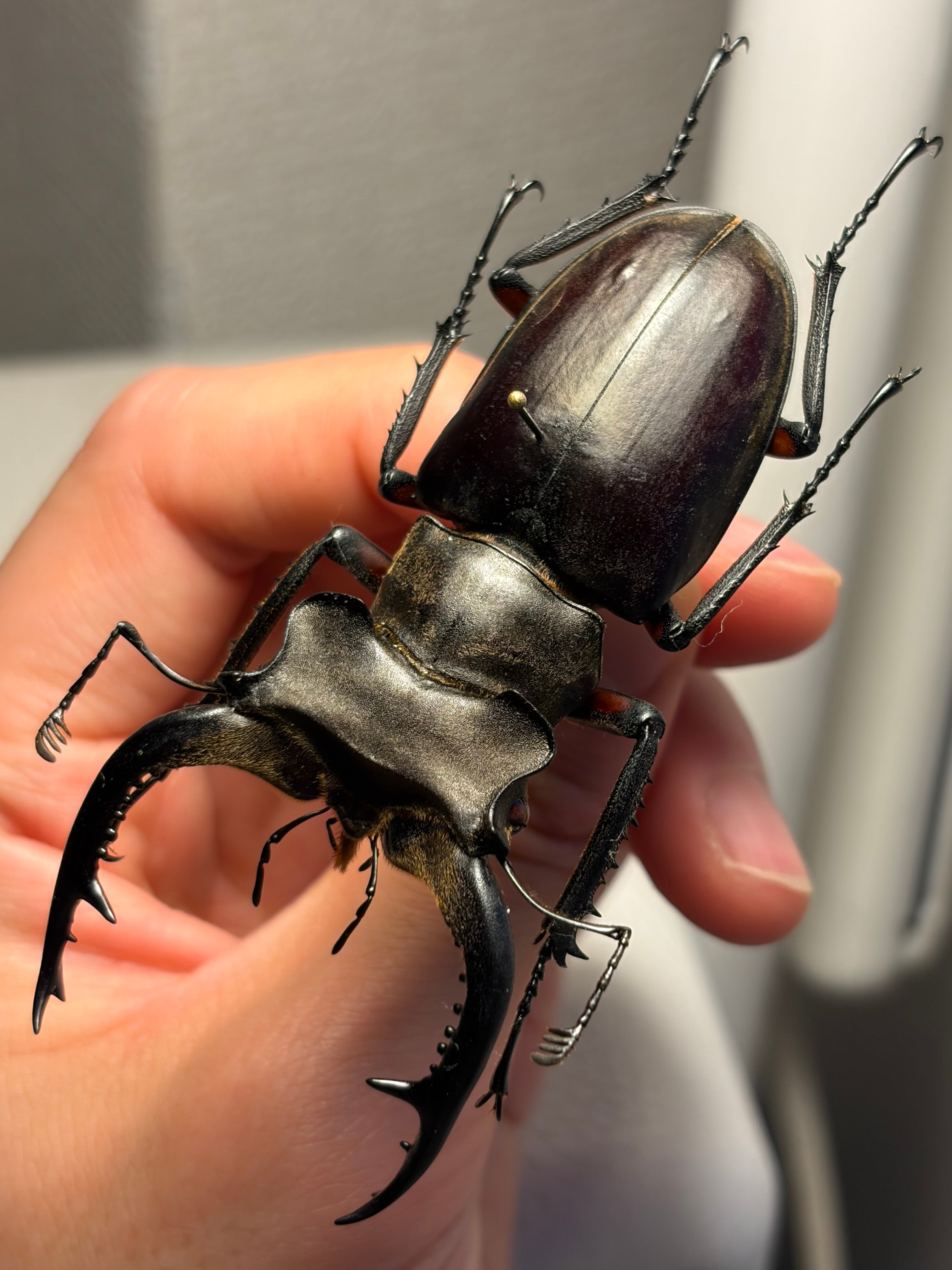 ペルーのカタトゲブローチハムシ 標本甲虫タマムシスハンダエコガネムシオサムシカ ペルーのカタトゲブローチハムシ 標本甲虫タマムシスハンダエ