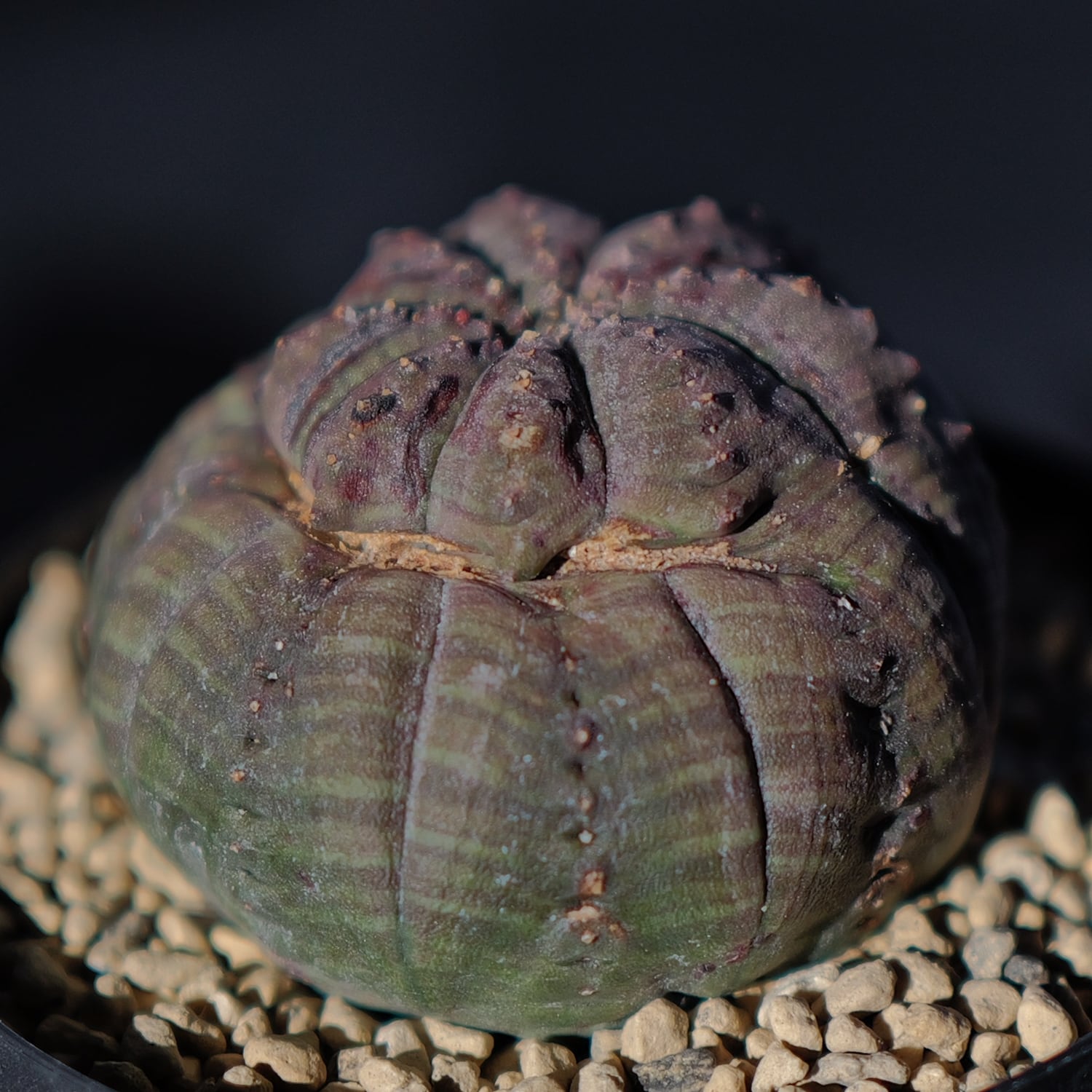 ユーフォルビア オベサ | LIGHTHOUSE.PLANTS - 海外実生株のオベサなど