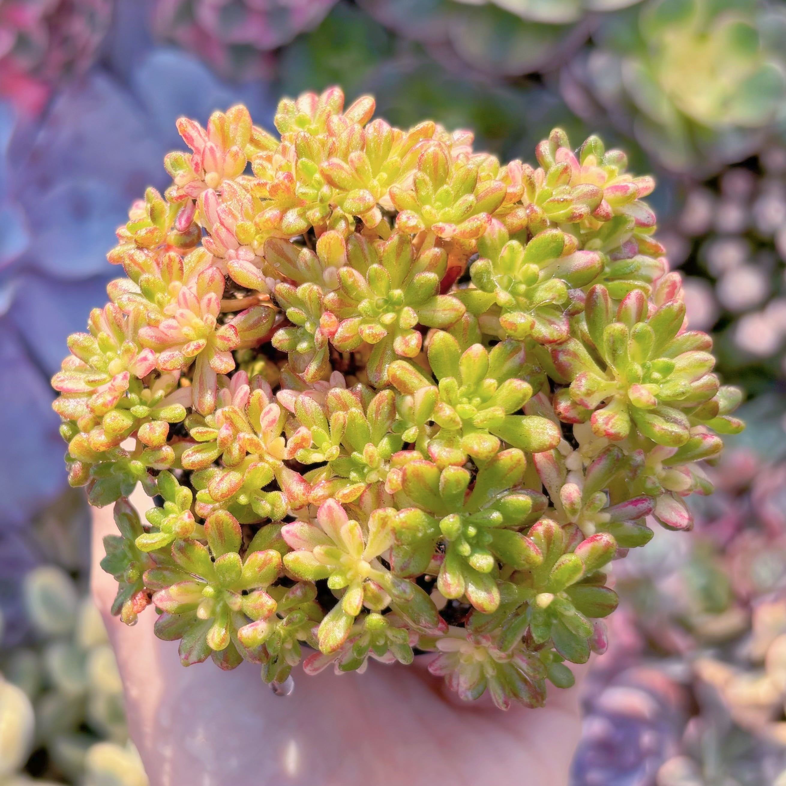 現品　小人の祭り錦#A068　群生　るる農園