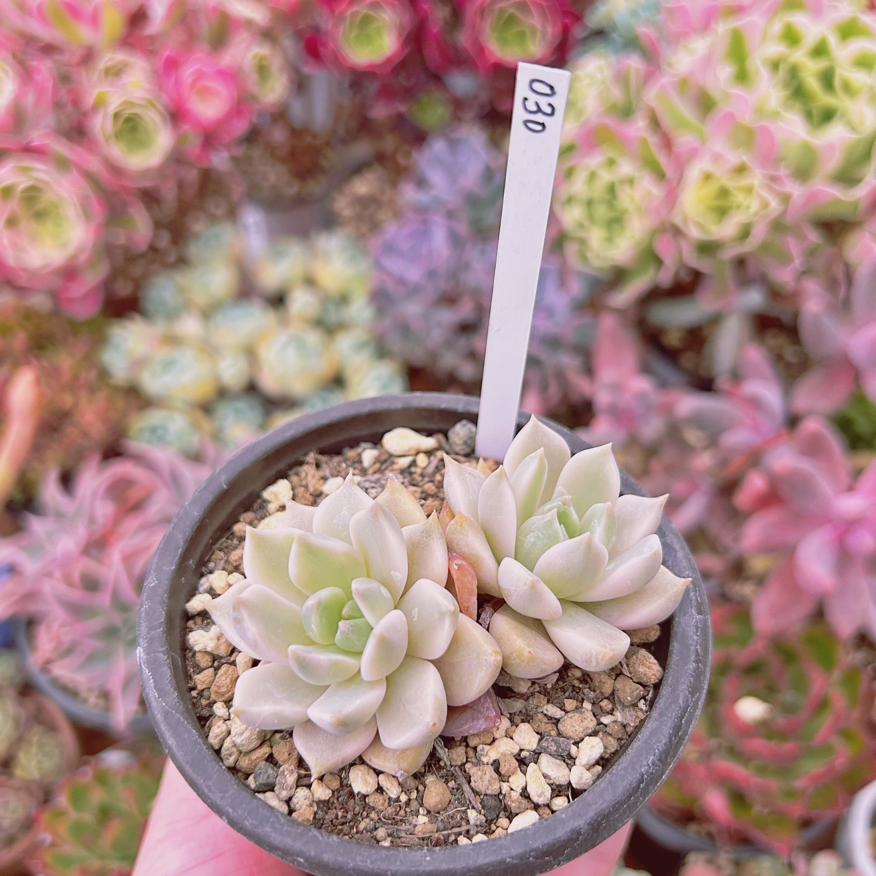 ❤️専用❤️リラシナ錦❤️抜き苗　　　　　　　　　　　　　　　　　週末セール♪ ❤️専用❤️リラシナ錦❤️抜き苗 週末セール♪ 【公式通販】