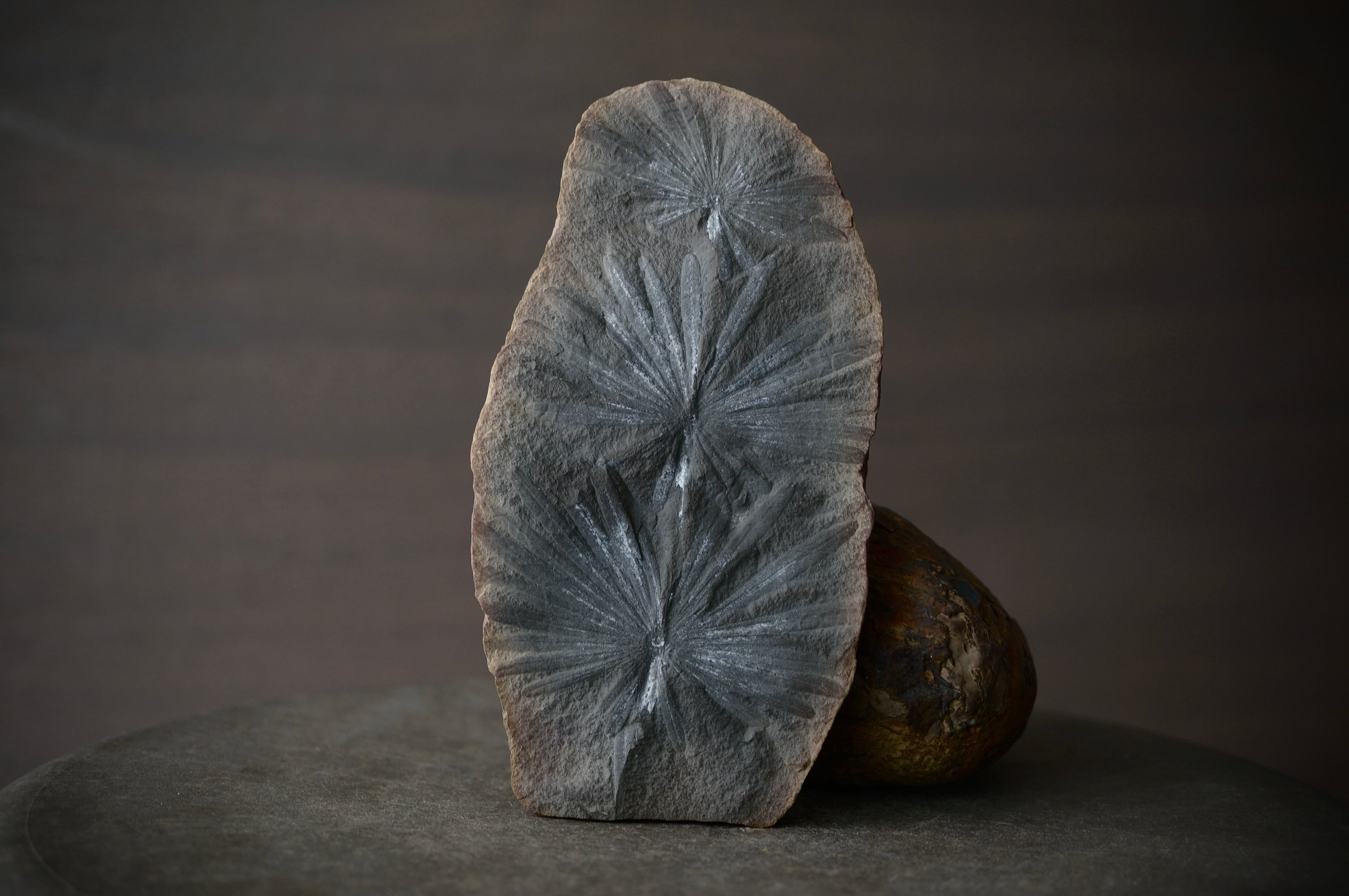 ウェールズ産三葉虫化石 Ogyginus Trilobite Fossil 1406 | 叙景 jokei