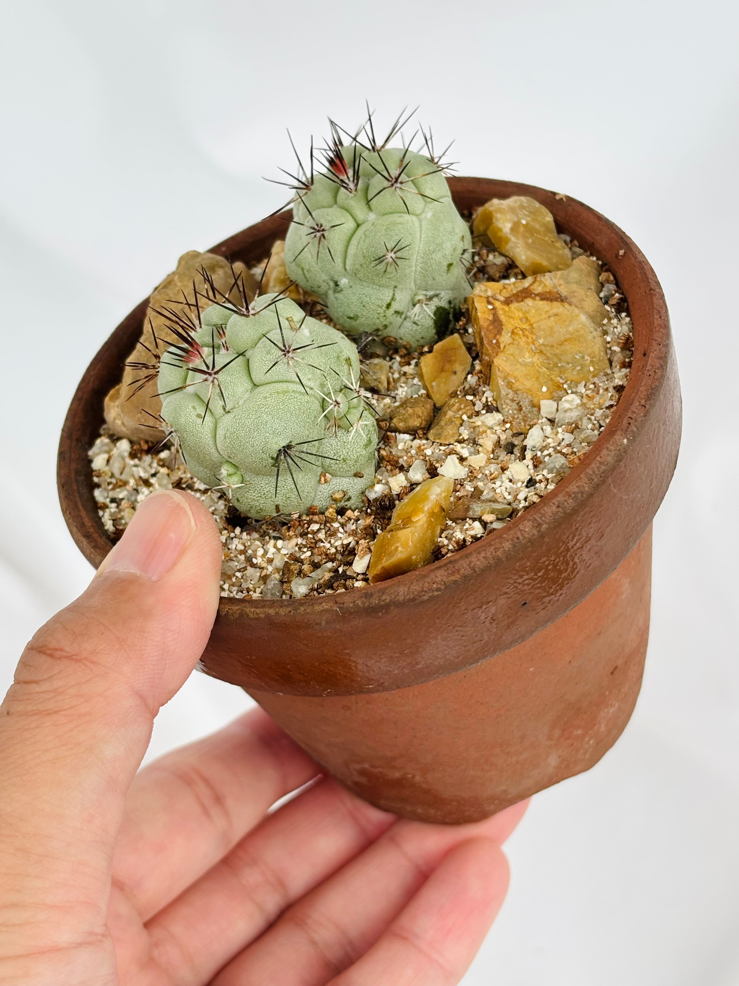 Ortegocactus macdougallii オルテゴカクタス マクドガリー サボテン