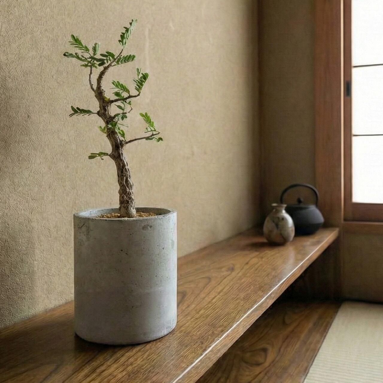 質感の良い手作りモルタル鉢で仕立てた良型センナ・メリディオナリス。インテリアグリーンに【虫発生抑制】