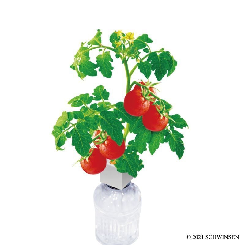 プチトマト様 グリーントイ プチトマト | SCHWINSEN | 室内園芸の専門店