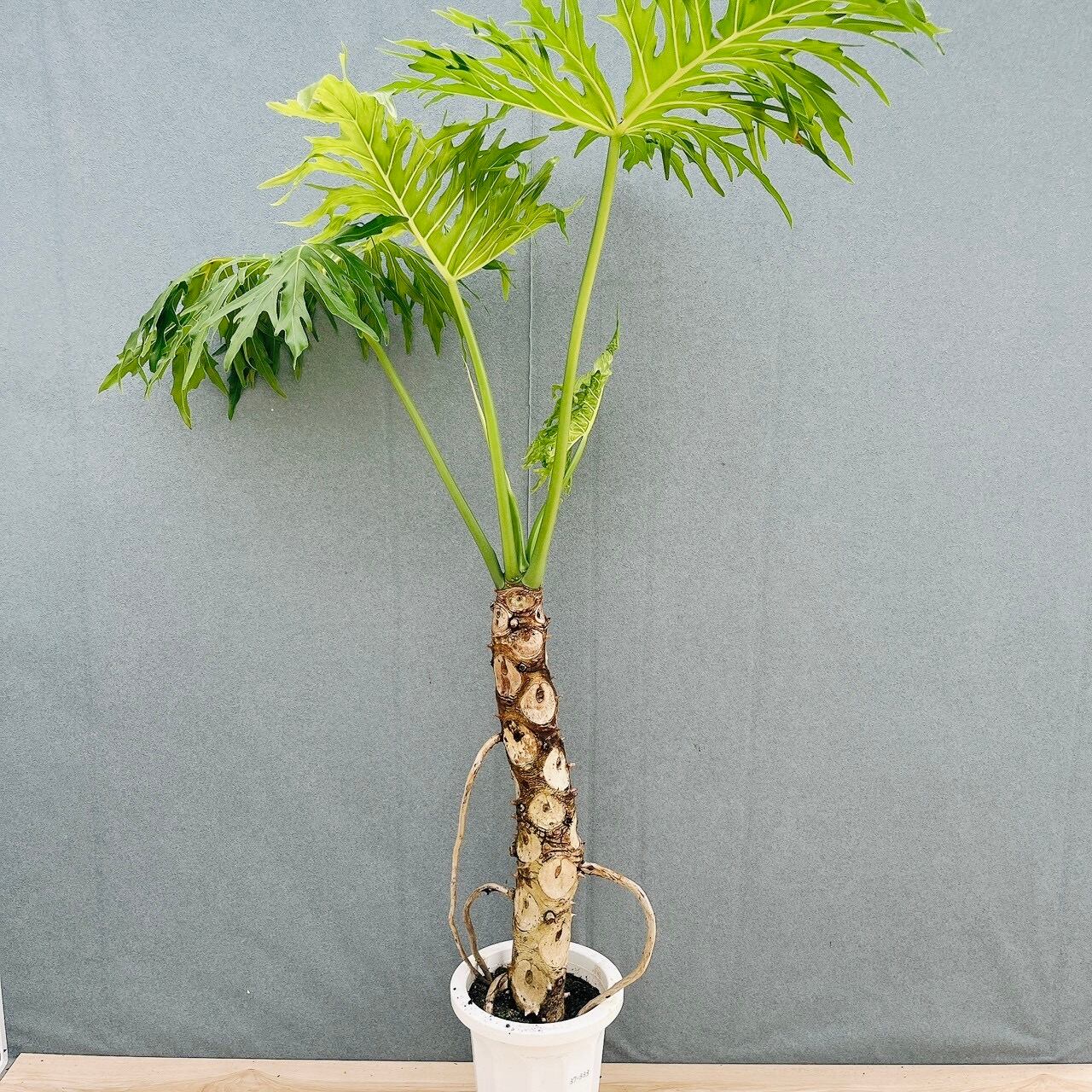 現品］9番 フィロデンドロン セローム 幹上がり 8号 観葉植物 大型