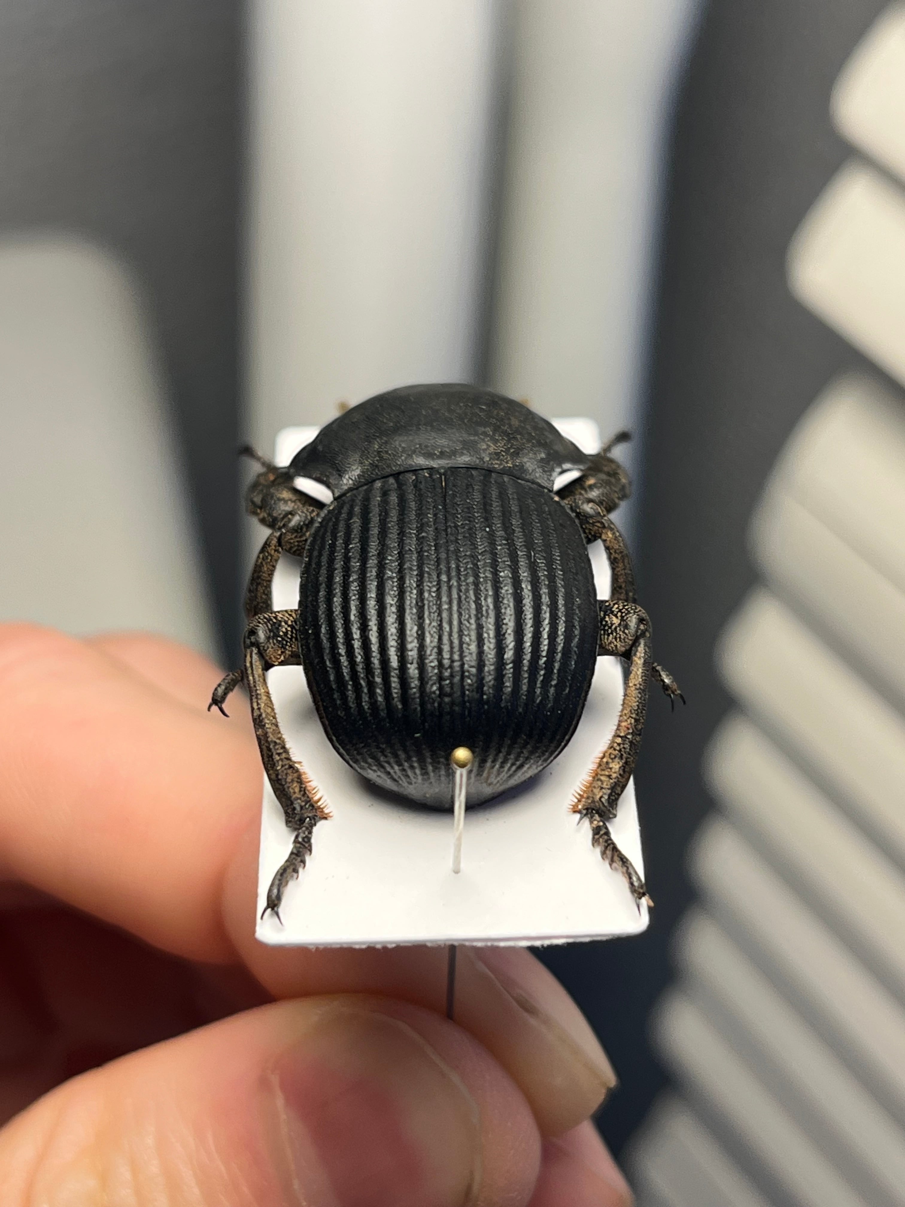 象虫標本】マッシブなゾウゴミムシダマシAnomalipus elephas ゾウムシ