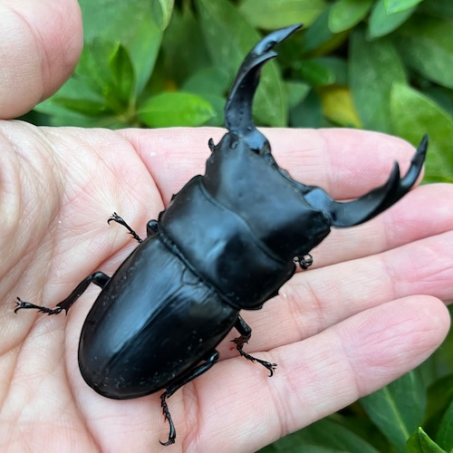 【美形・新成虫】山梨県甲斐市産オオクワガタペアCBF1個体(♂72mm) #7642