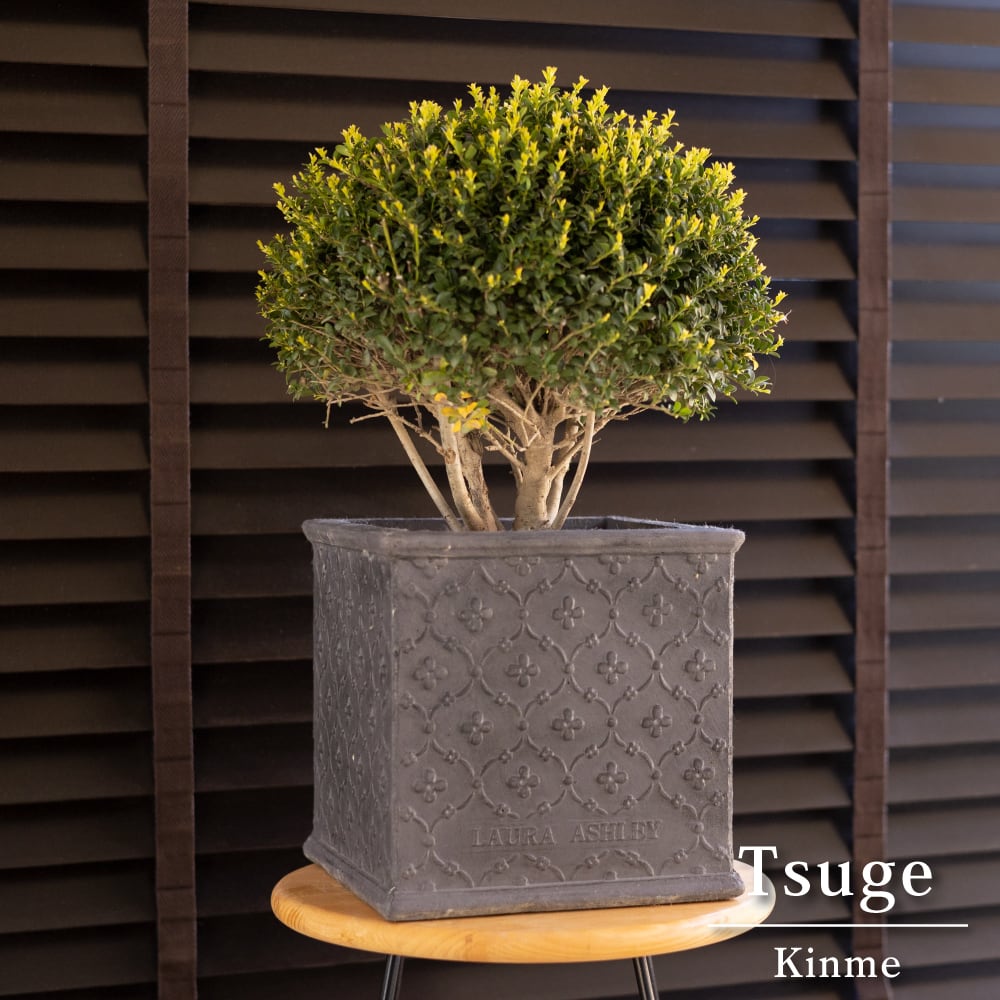 ローラアシュレイ 88da00ee8106ba66b1570638d93ffd