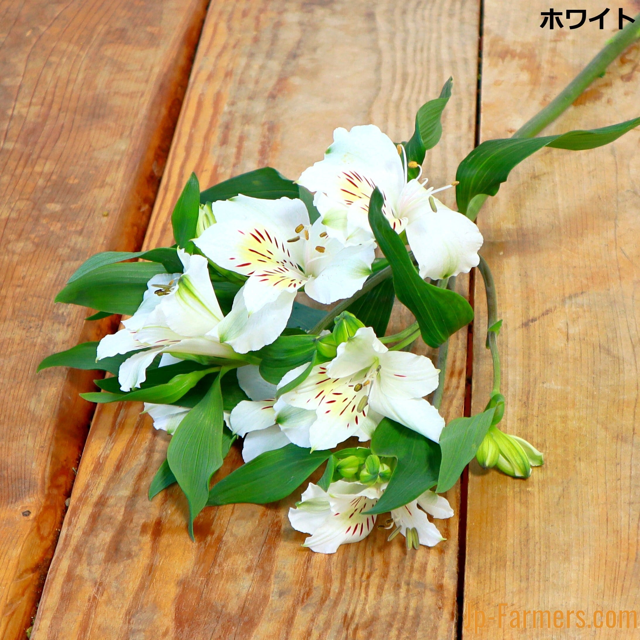 花の都」からのお届けする 選べるカラー アルストロメリア 10本 | 新鮮