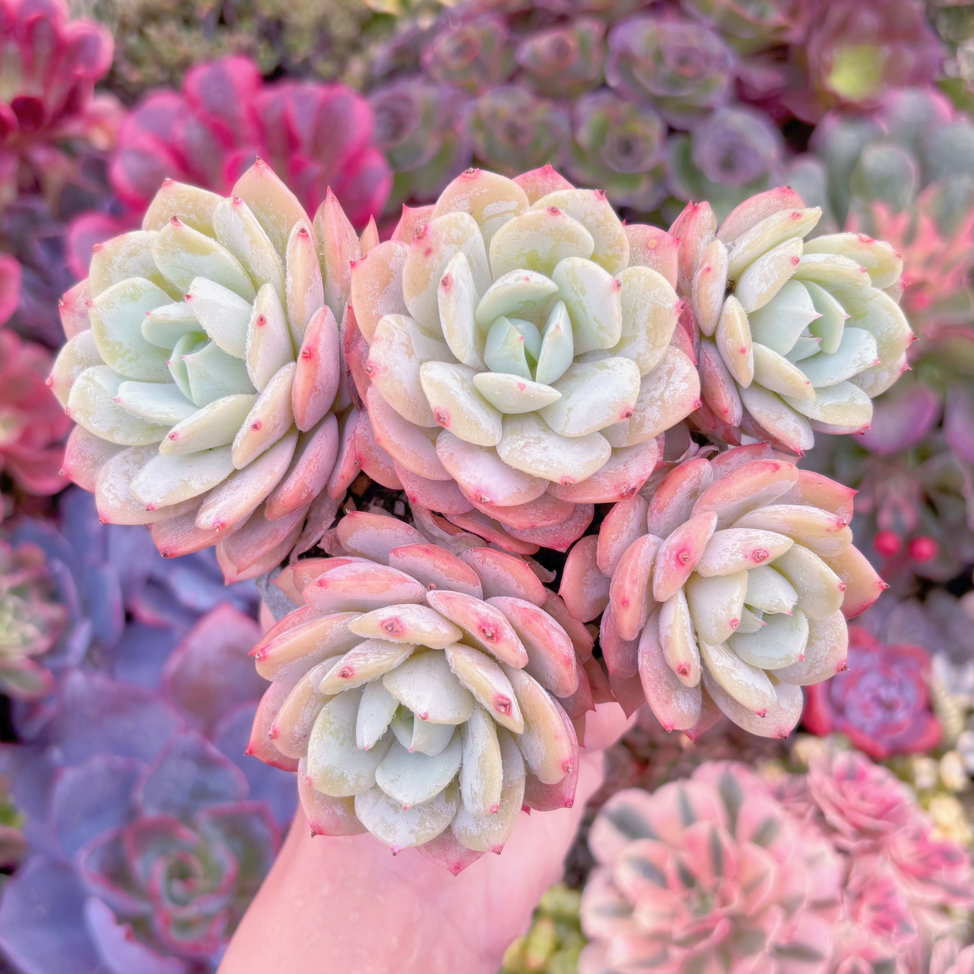 現品　冷香#708　群生　るる農園