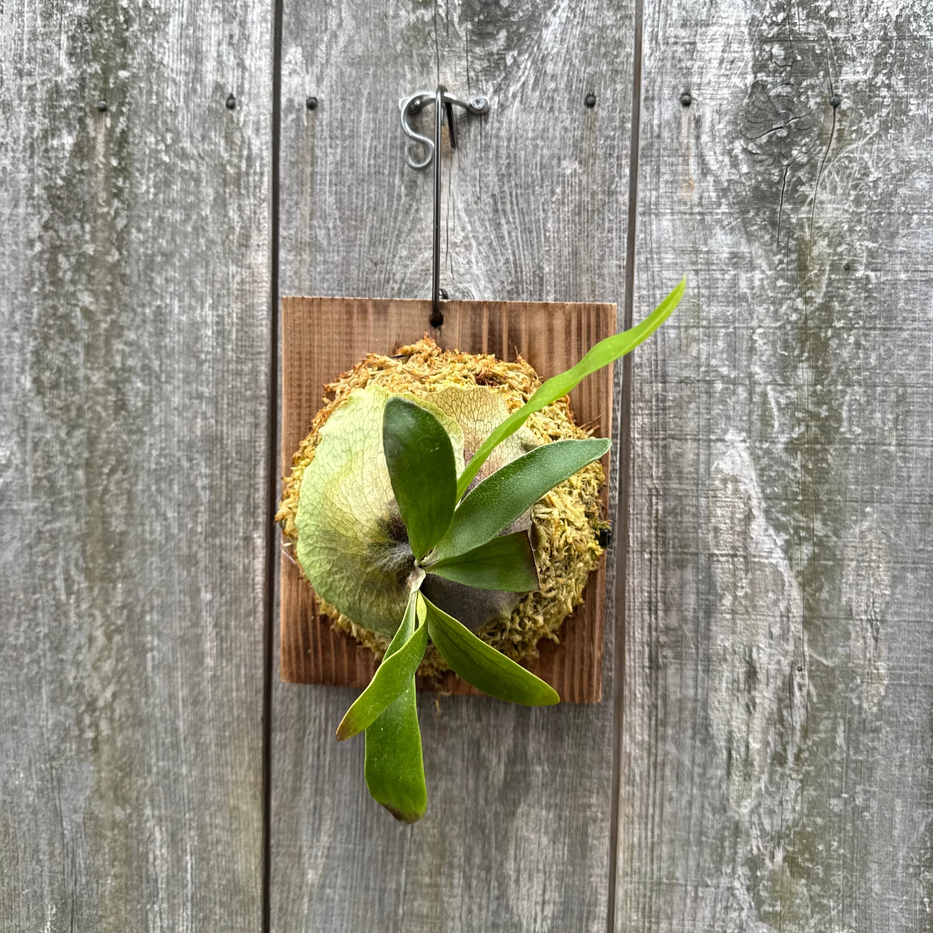 P.volcano 12th oasis sporeling | naturefix