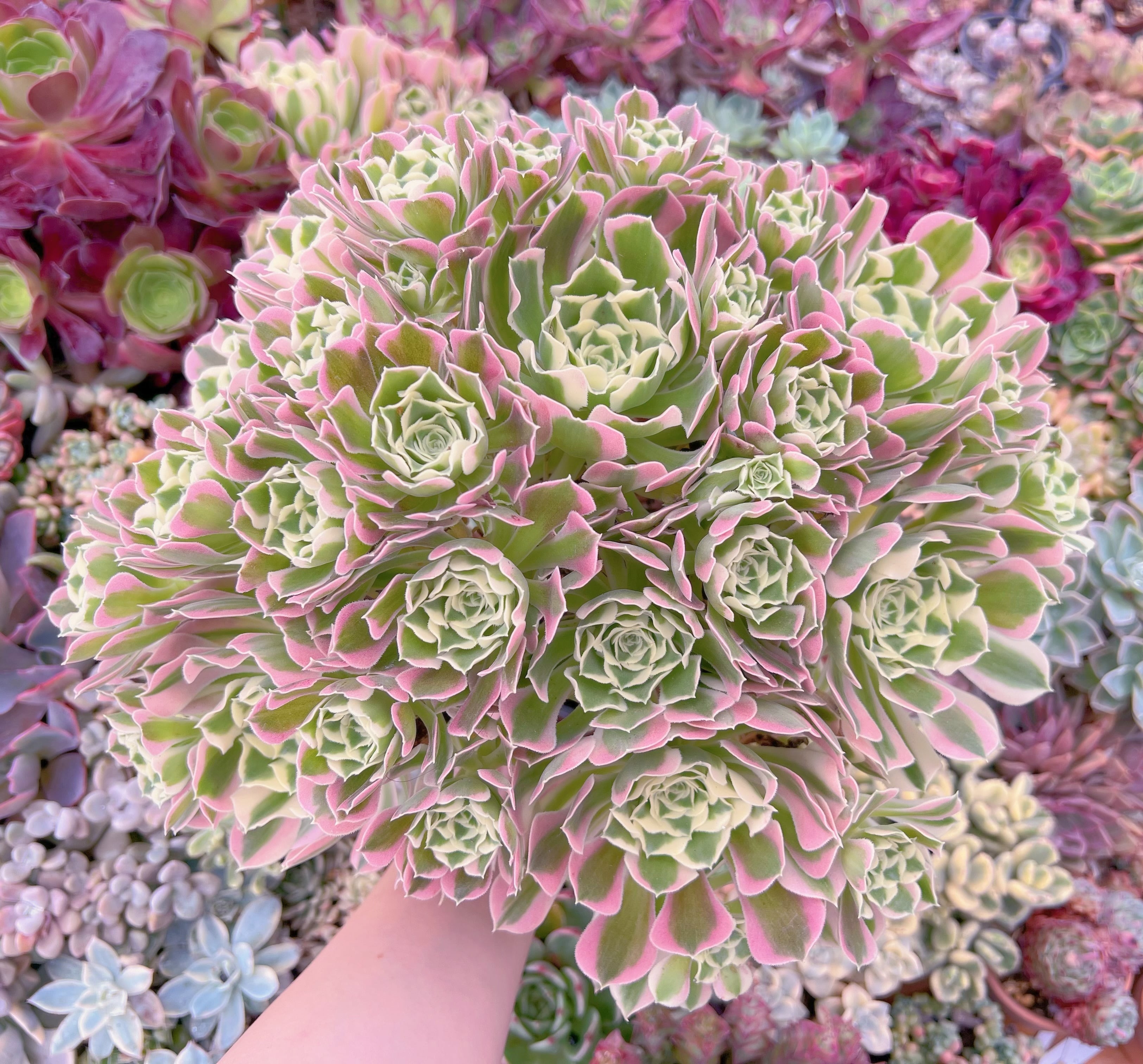 現品　Aeonium白鳳錦#F024　特特大群生　るる農園