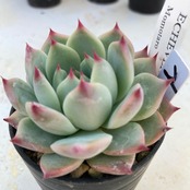 【現物商品】 桃太郎 ②