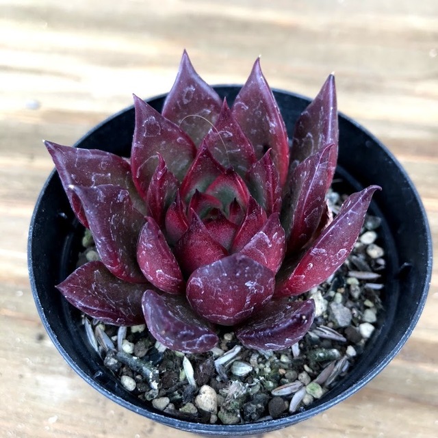 ルブラ Echeveria Rubra