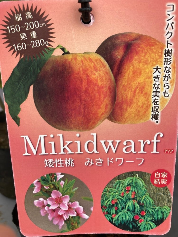 果樹苗 | 日本ライン花木センター