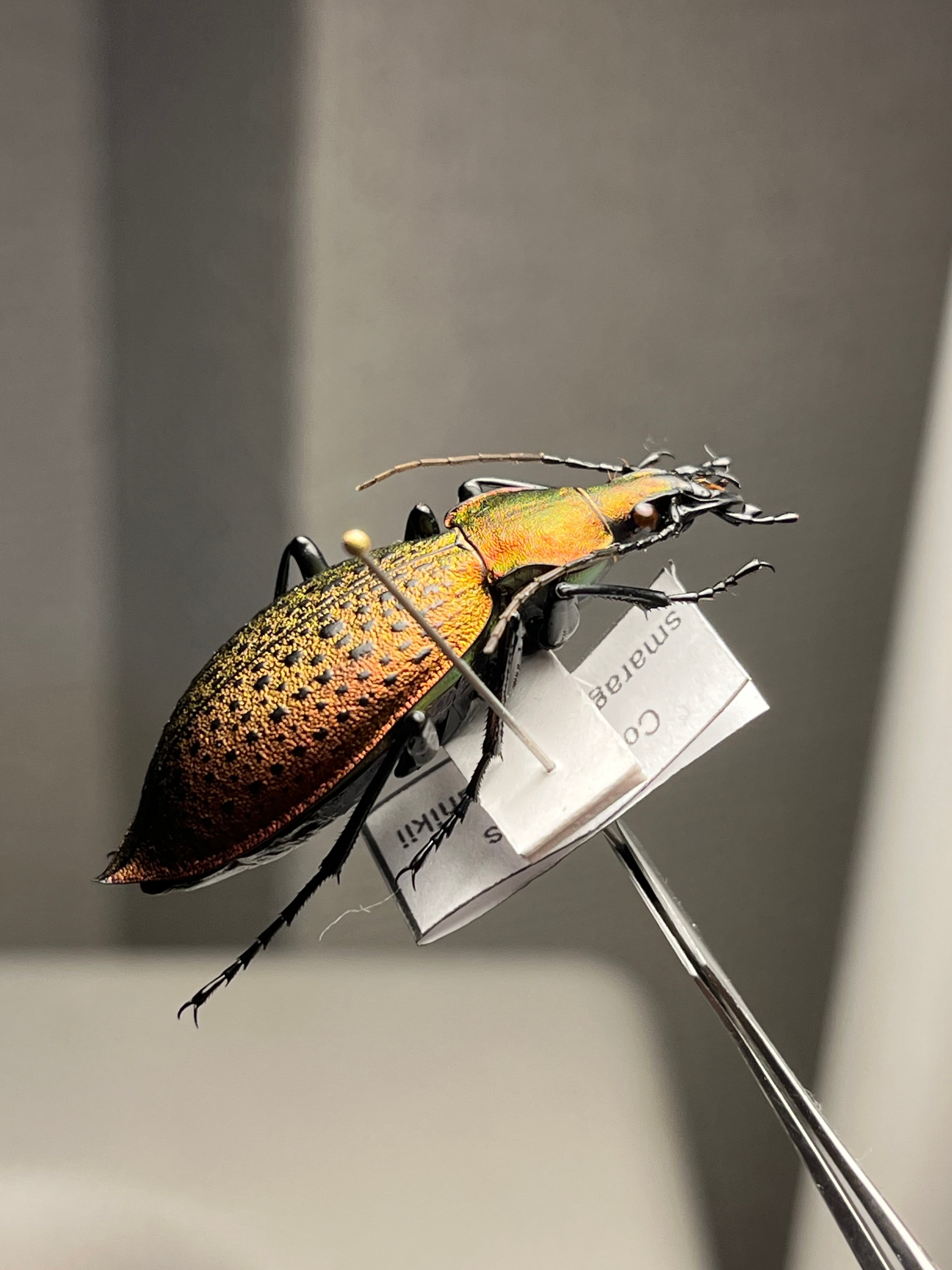 極美個体】チョウセンカブリモドキ オサムシ標本 オサムシ