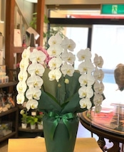 農家直送 大輪 胡蝶蘭 鉢植え A-73