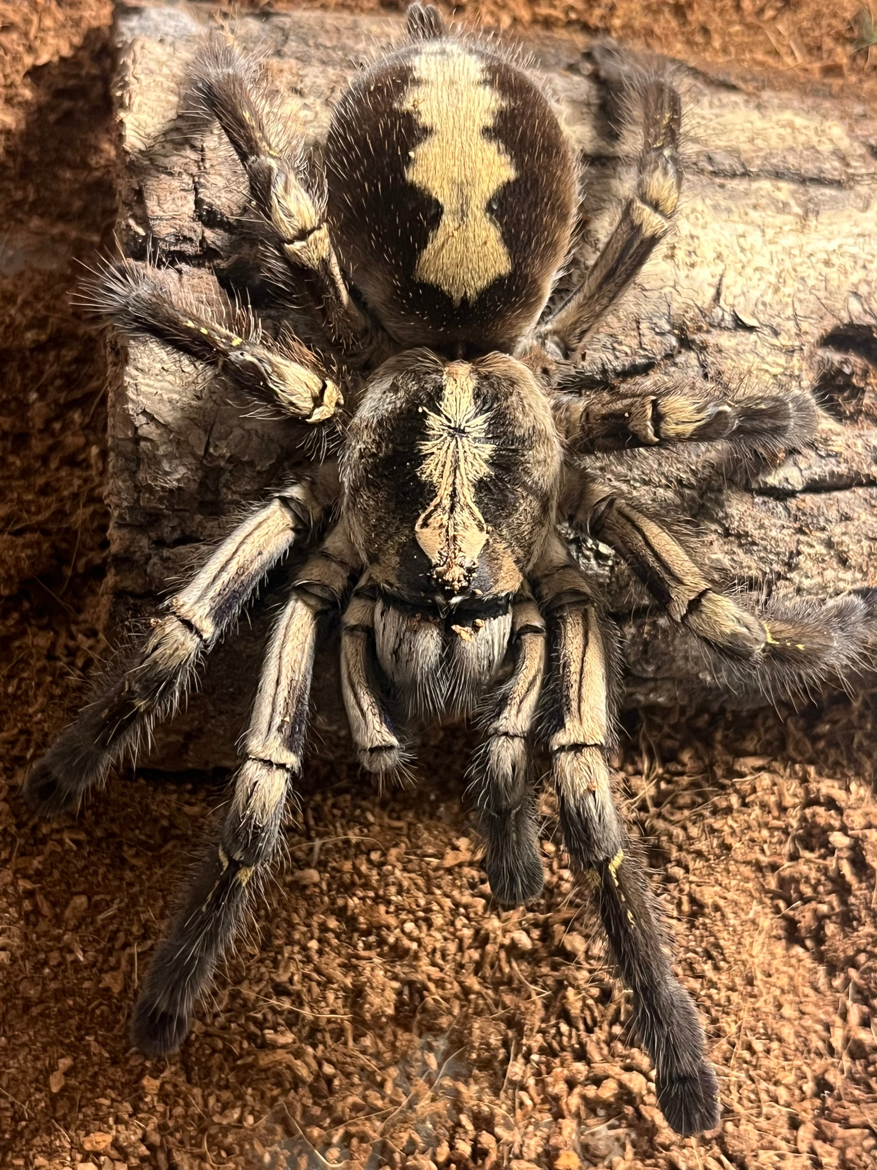 Poecilotheria | オモニキチュウ