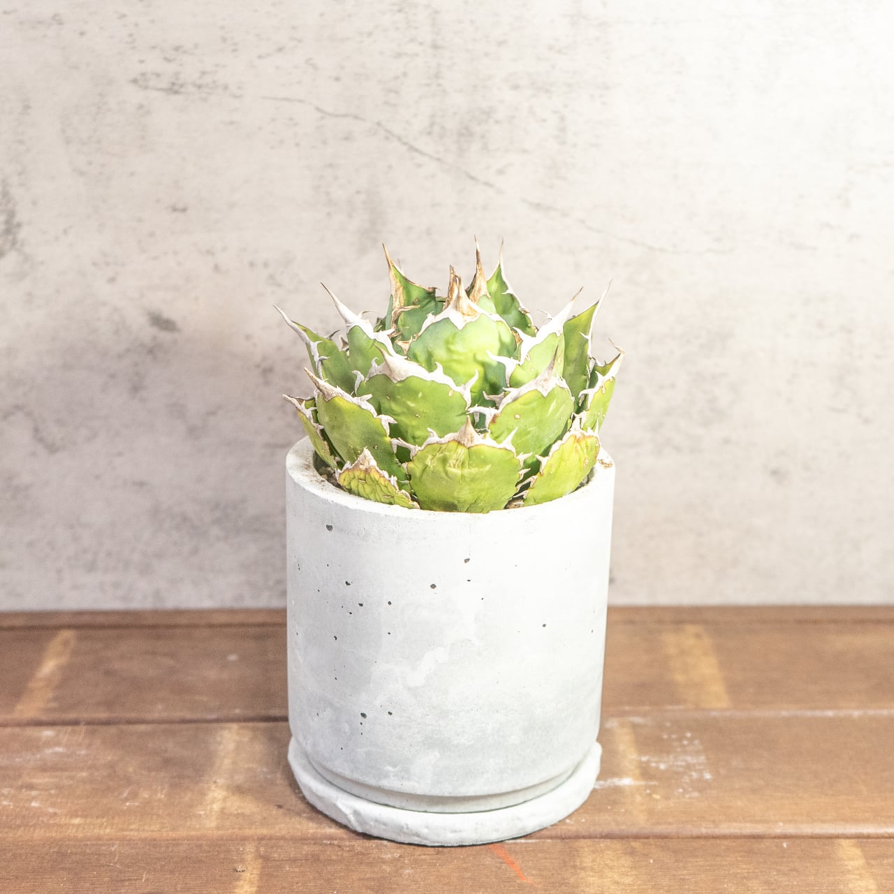 鋭い棘と力強いフォルムが魅力のアガベ・シロアリ（FO-76）。無骨な質感が映える手づくりモルタル鉢。根腐れを防ぐ独自配合の用土｜虫発生抑制（全国一律送料850円）