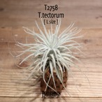 【送料無料】テクトラム L〔エアプランツ〕現品発送T2758