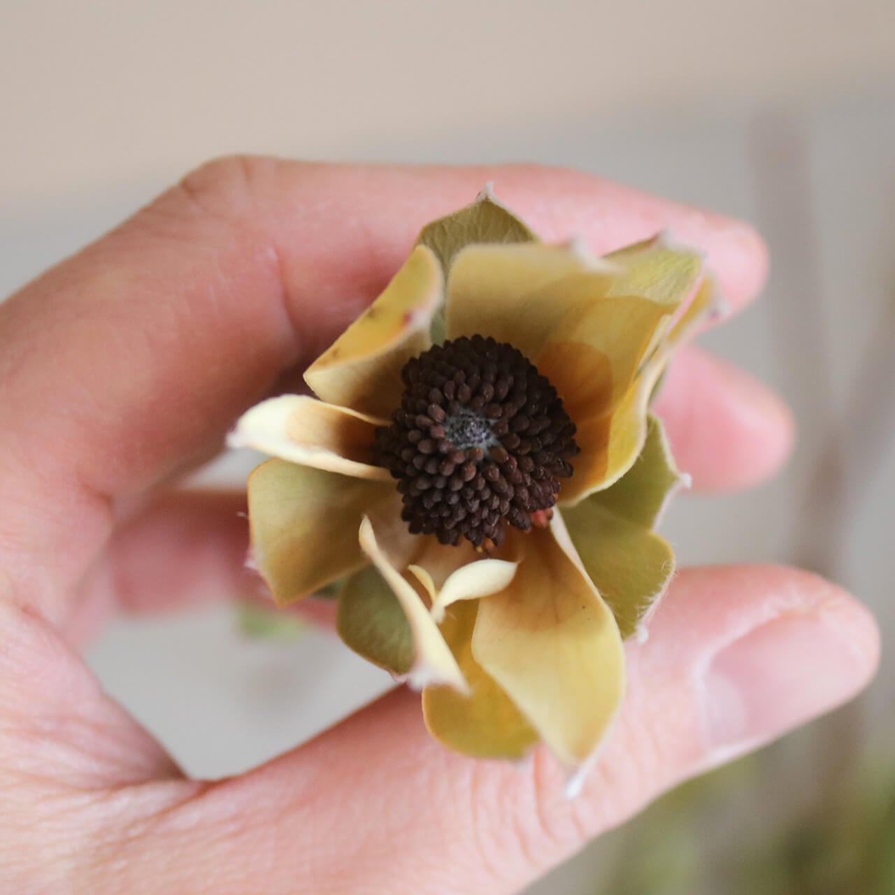 専用＊リューカデンドロ&ナズナ ドライフラワーリース リューカデンドロ&ナズナ ドライフラワーリース リース fu.wa