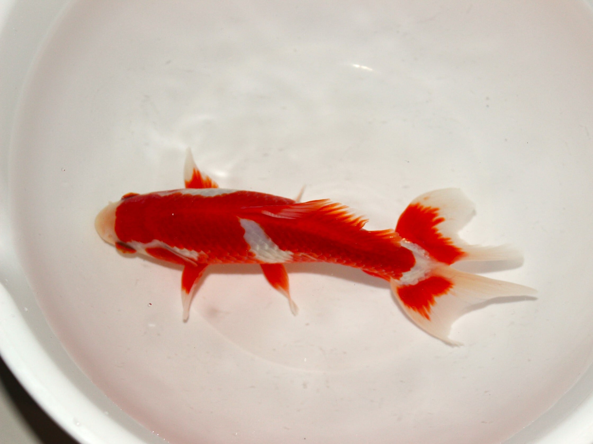 上物】なおちん産 二才 更紗和金 ＃1215-02 | 金魚専門店 和の美