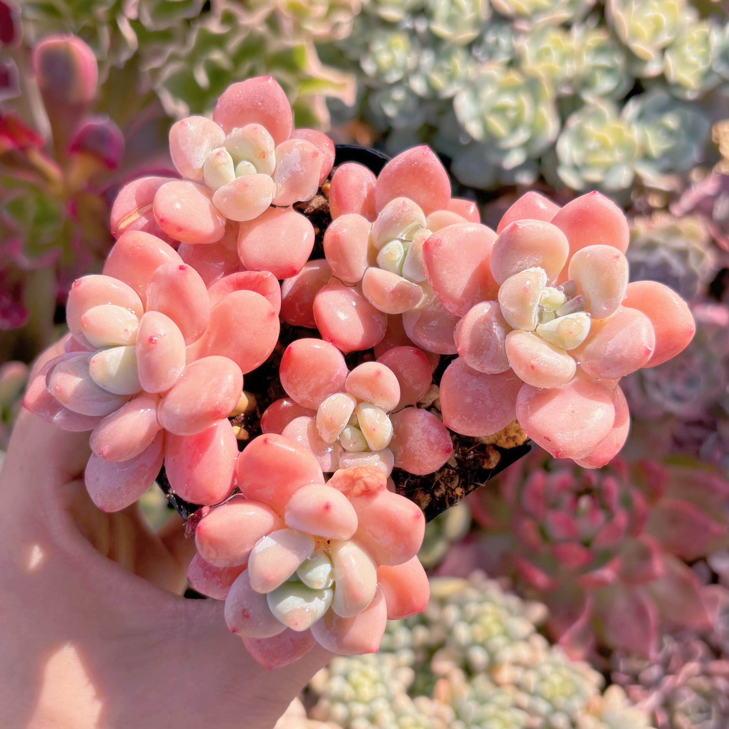 現品　マカロン#748　群生　新入荷　るる農園