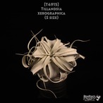 【送料無料】xerographica S〔エアプランツ〕現品発送T4915