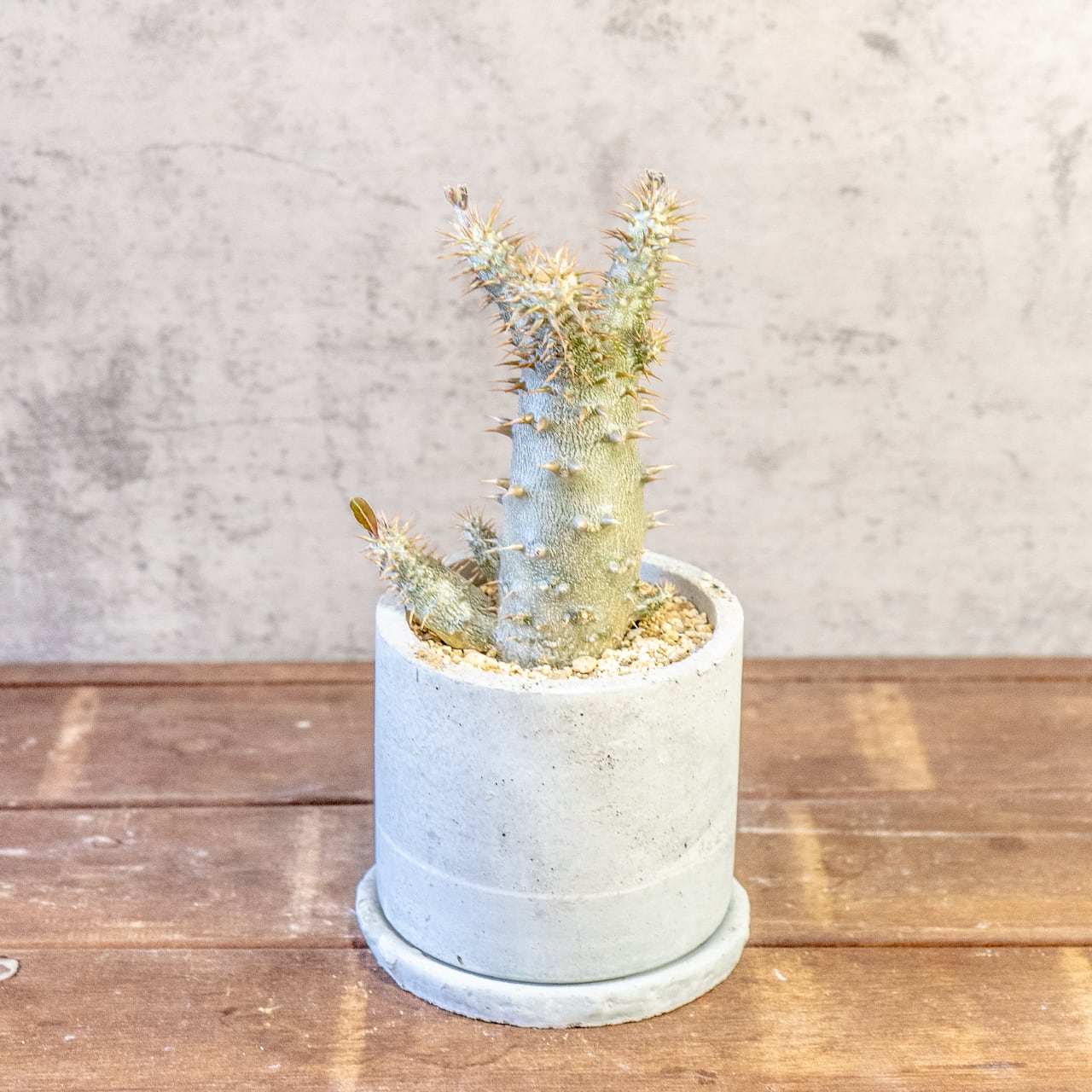 【太い幹。鋭い棘。力強さ溢れる姿】パキポディウム・デンシフローラム。根腐れを防ぐ独自配合の用土で、安心のボタニカルライフ|虫発生抑制(全国一律送料850円)