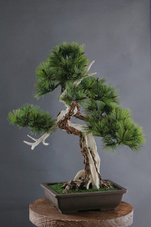 盆栽 松 Pinetree Bonsai #108