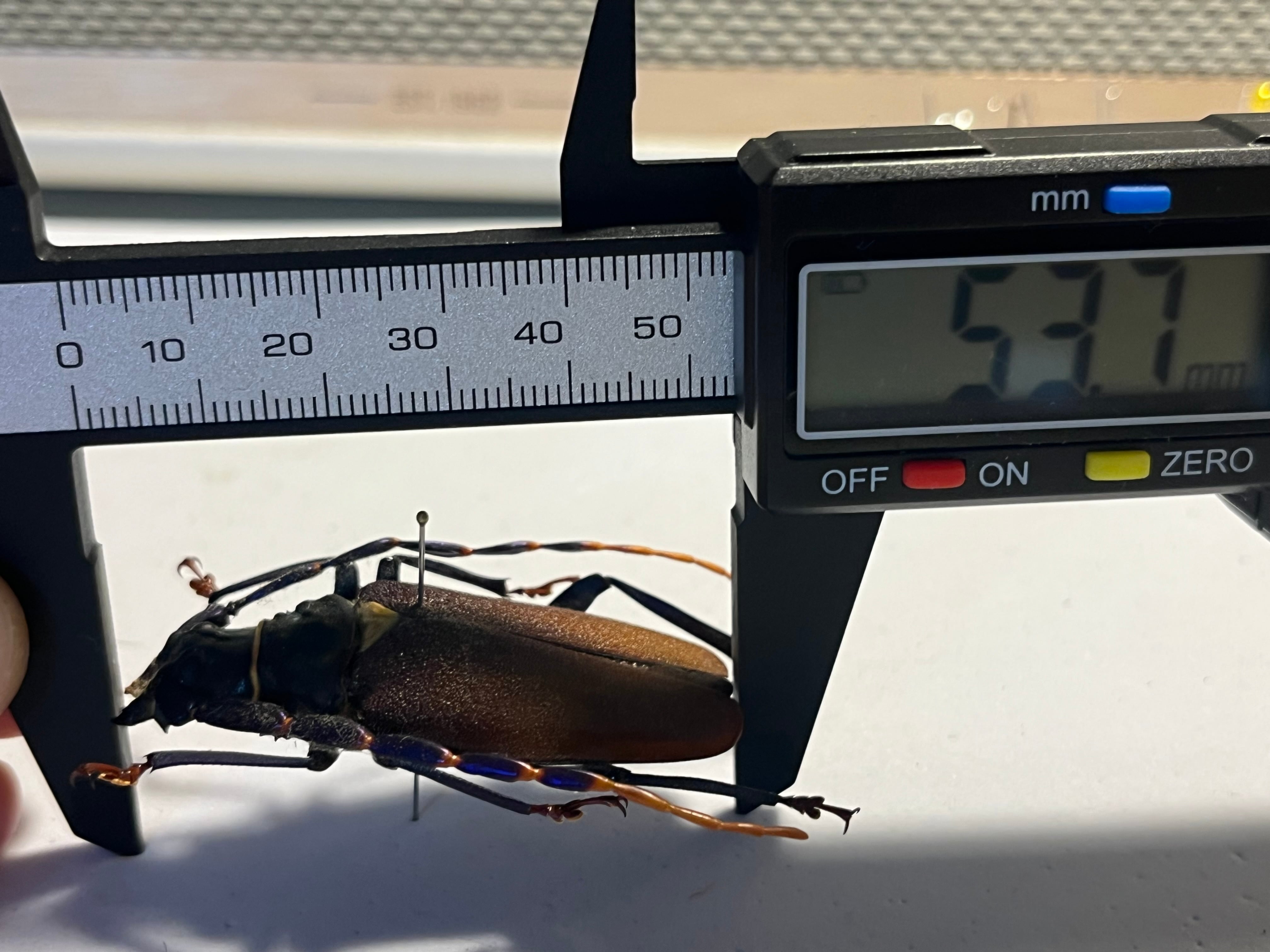 53mm】ルリヒゲノコギリカミキリ 標本ナンベイオオタガメ ハナムグリ