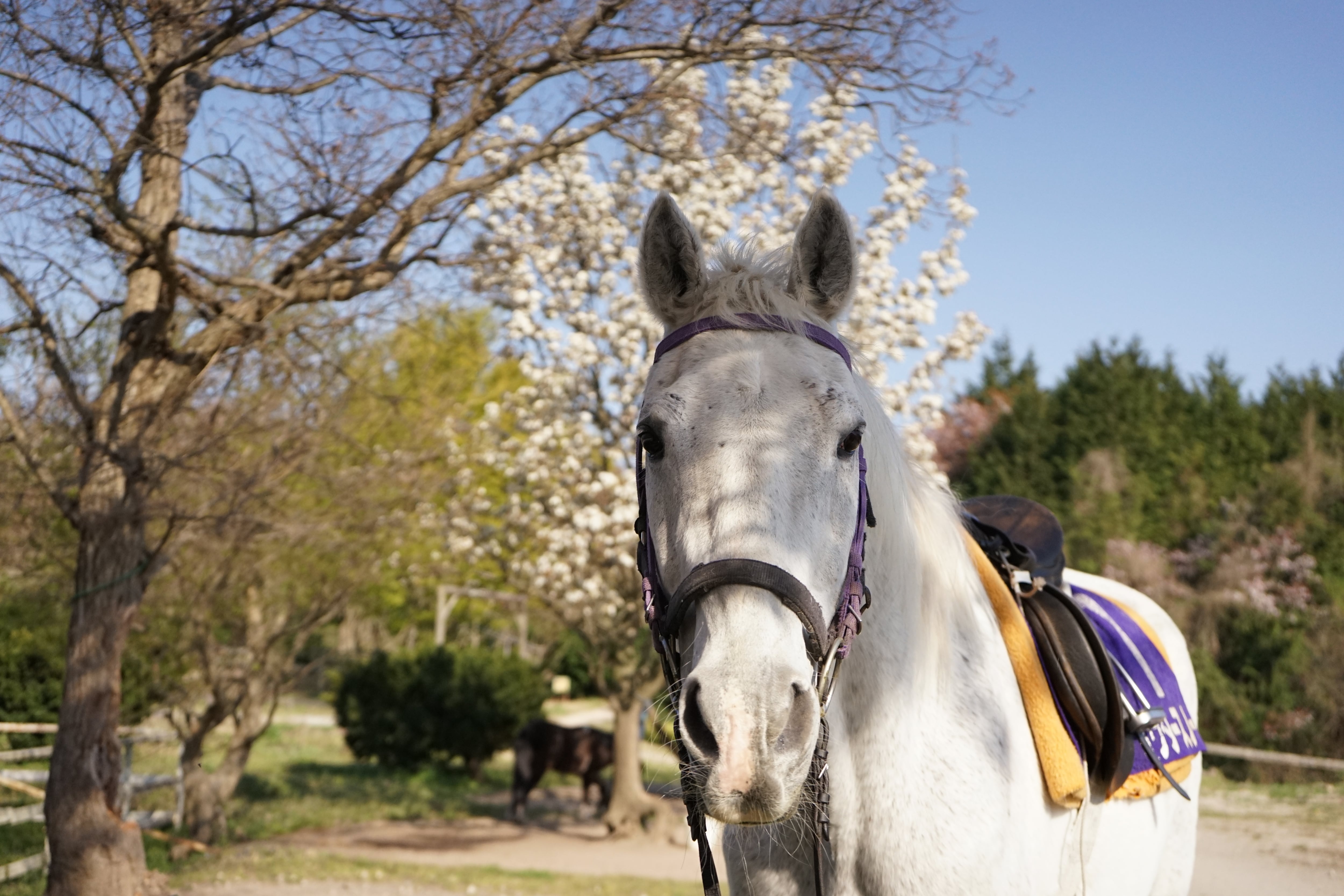 オリジナルアクリルキーホルダー パウダースノー | 大山乗馬センター