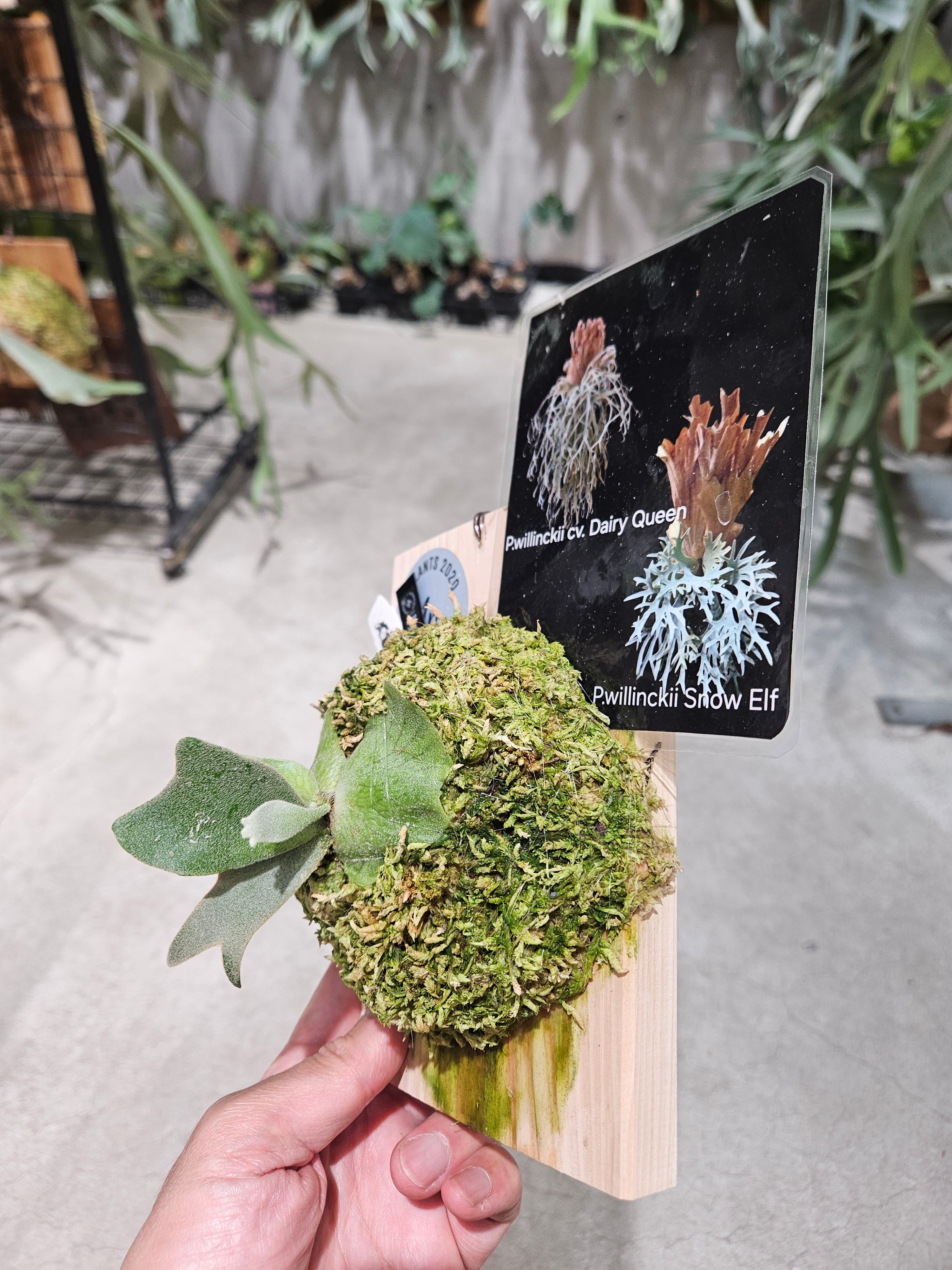 P.willinckii cv. Dairy Queen × P.willinckii Snow Elf Sporelings
