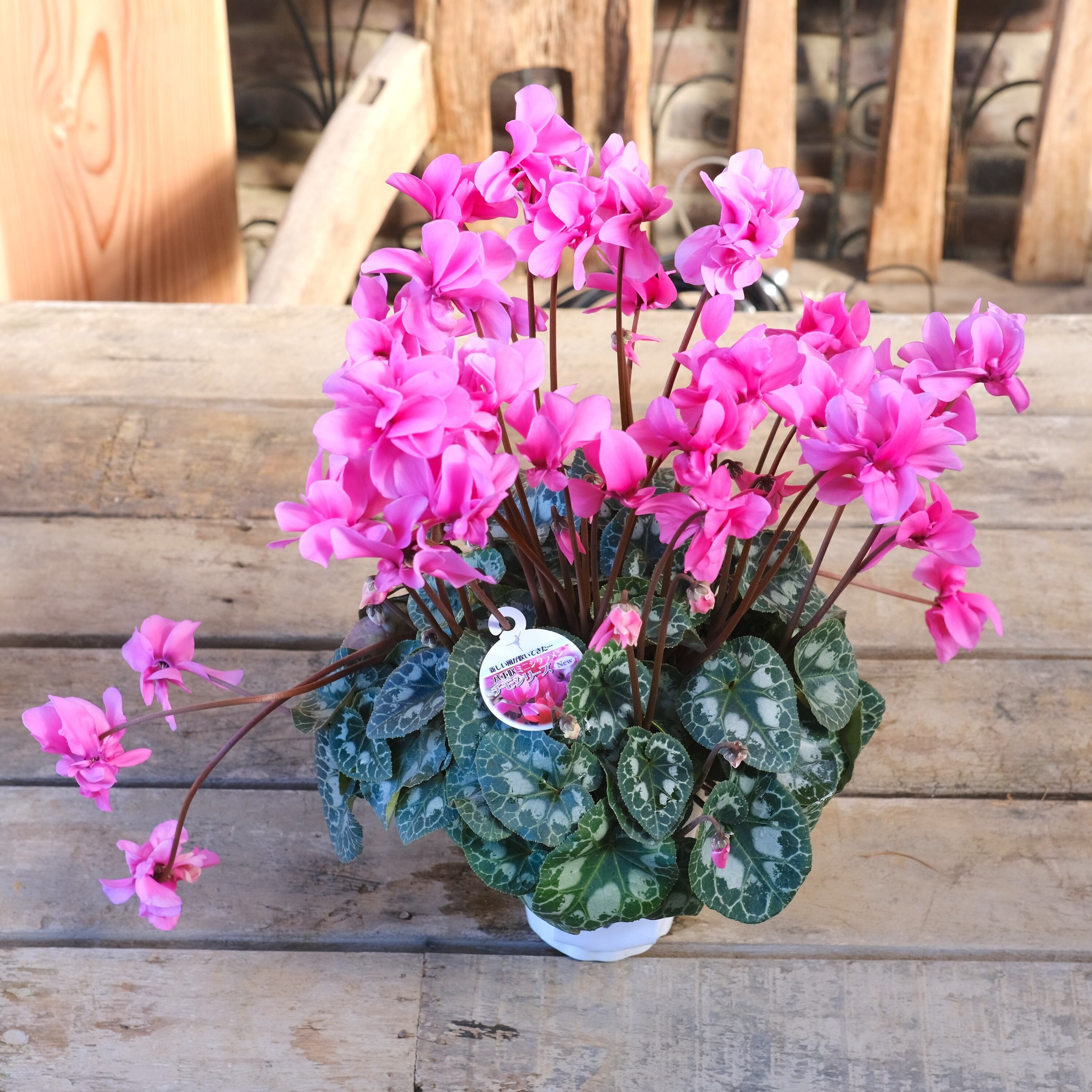 No, 17】ミニシクラメン チモシリーズ 八重《 枝垂れざき 》鉢なし