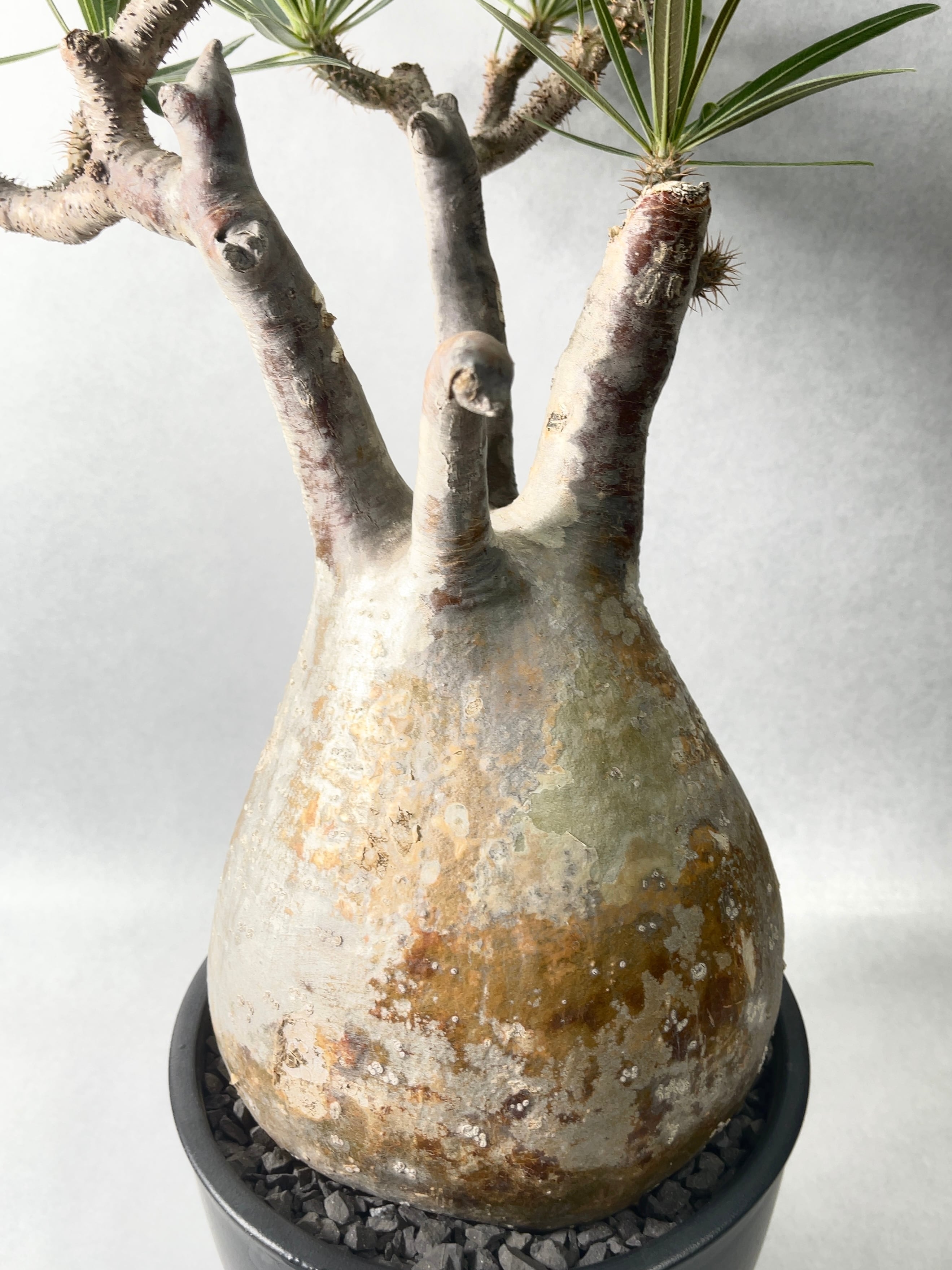 パキポディウム属グラキリス 88e68f89d480ae3c99262661bc4838