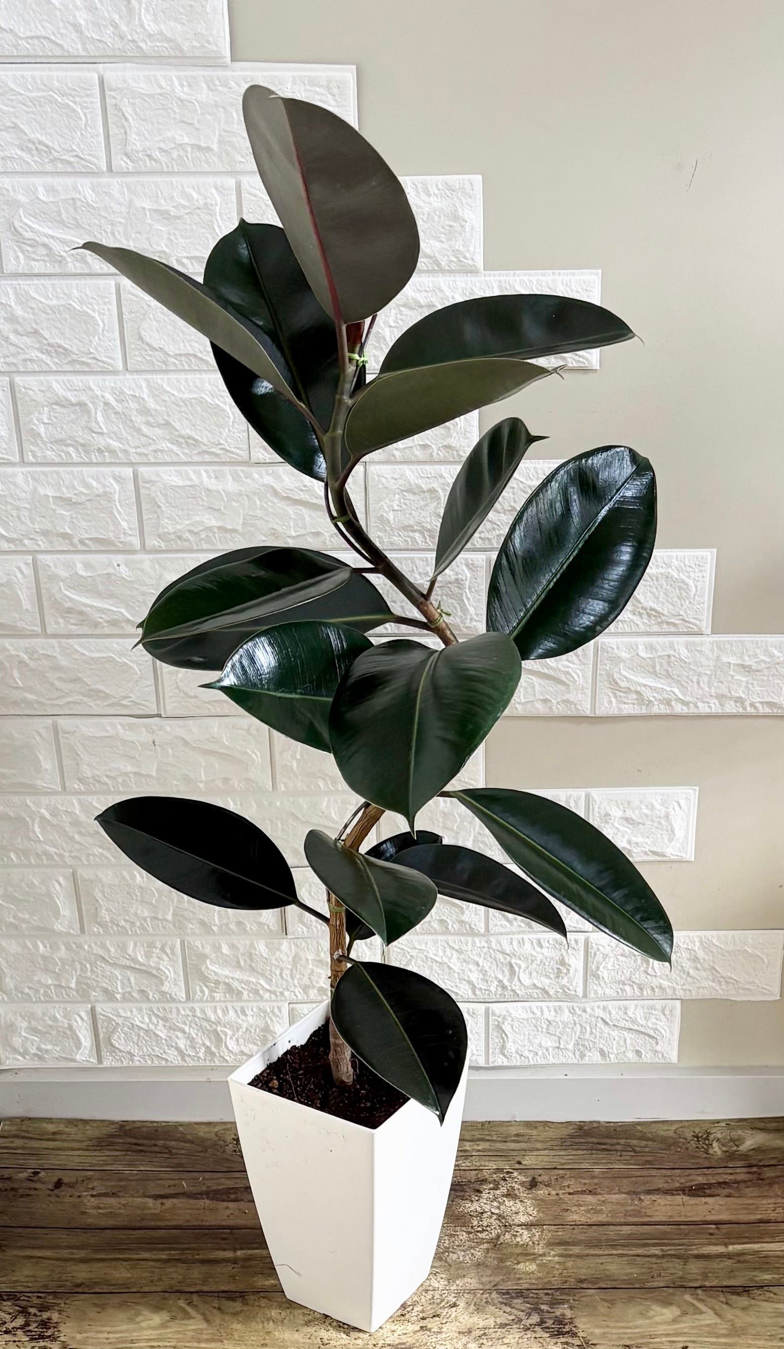 フィカスバーガンディ⭐️曲がり | 観葉植物のお店 feerie（フェリエ）