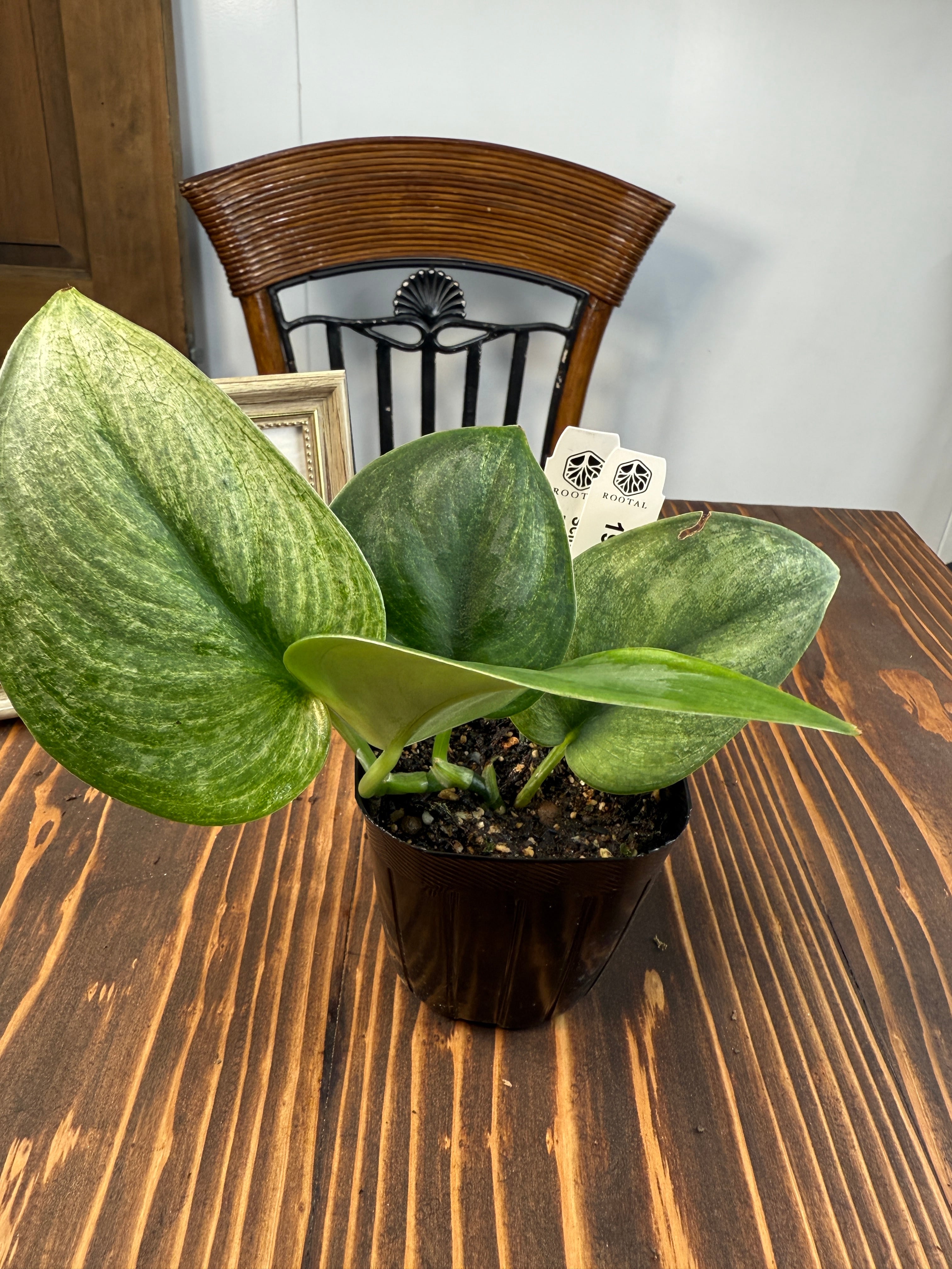 ☆1938【輝くホログラム】スキンダプサス エキゾチカ ホログラム(3.5号