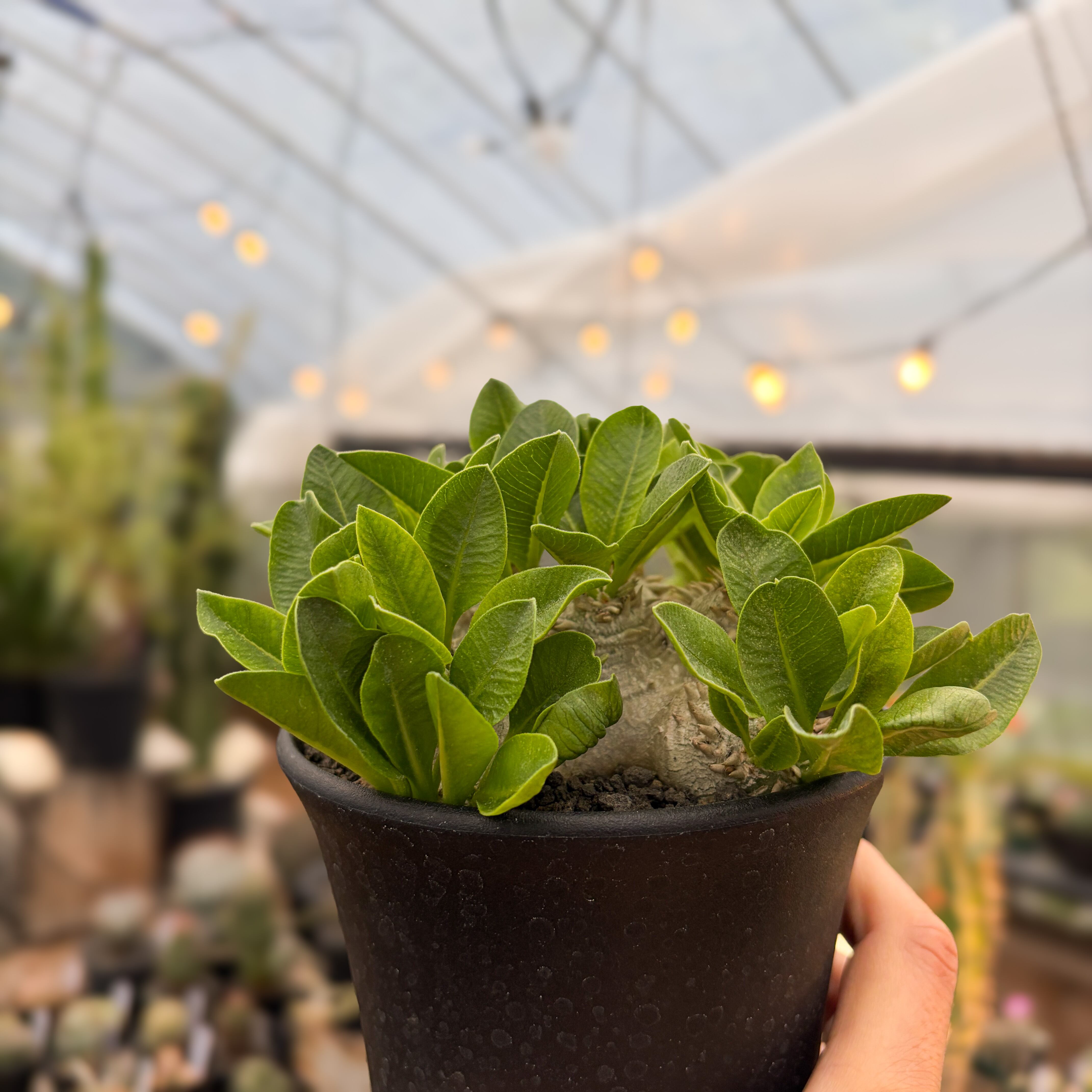 Pachypodium brevicaule【パキポディウム・ブレビカウレ】 | RIMO'S