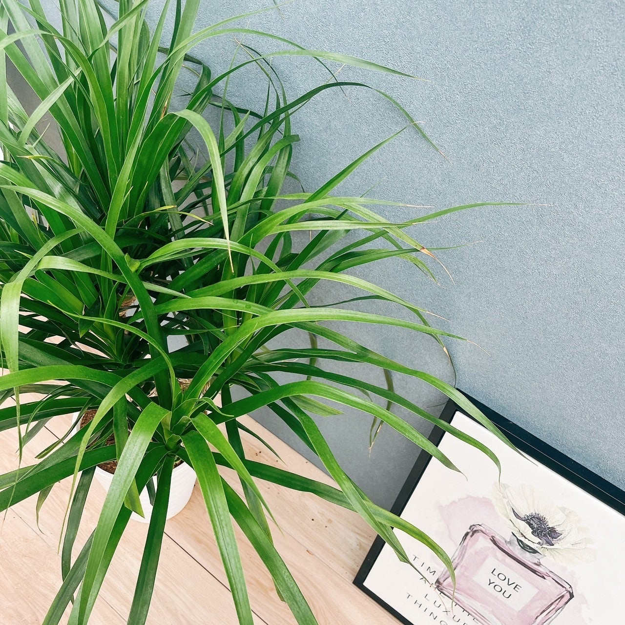 現品］【希少】30番 ドラセナ カンボジアーナ 観葉植物 レア 室内 幸福